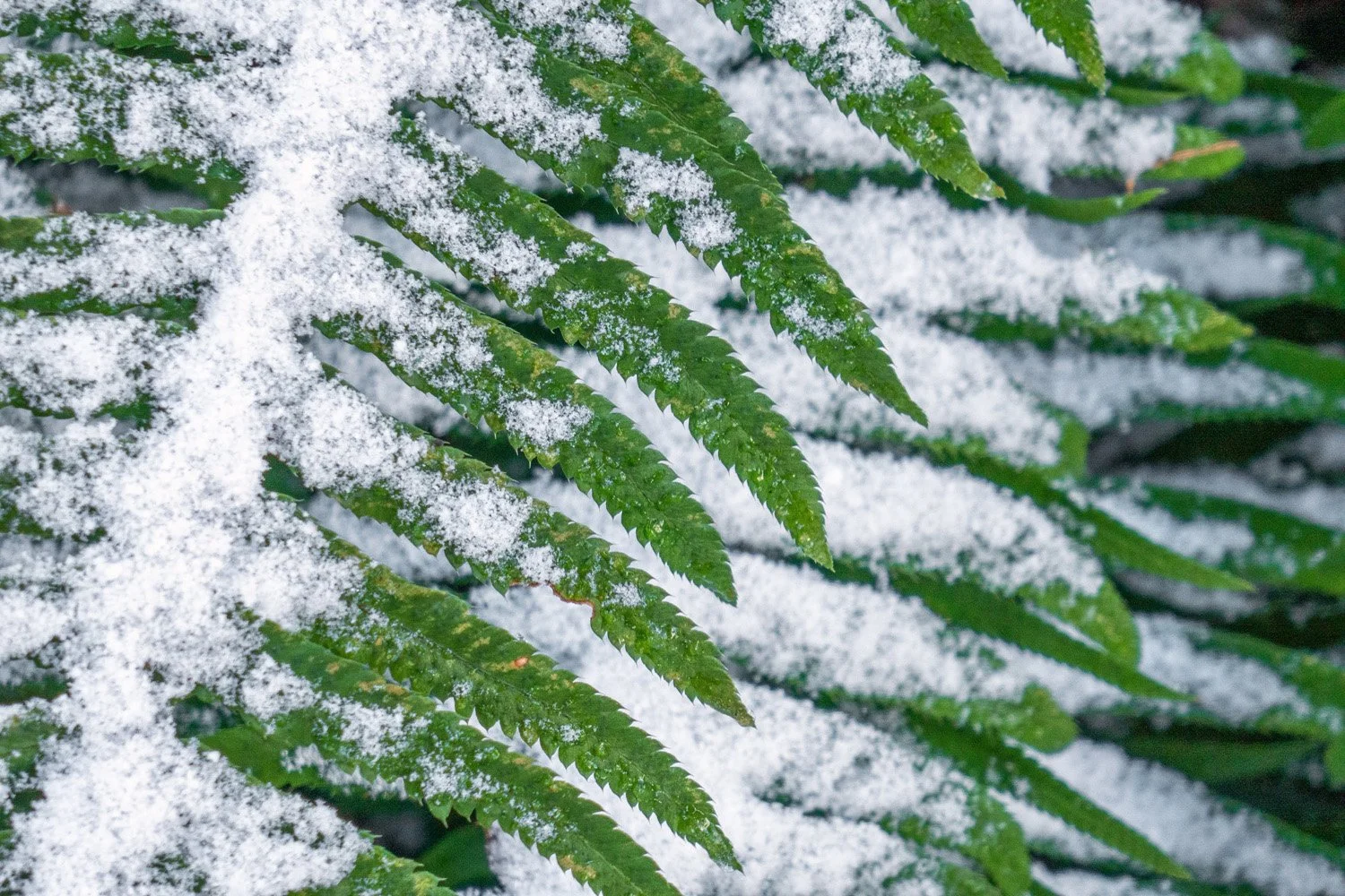 112_Garden Photography by Wasim Muklashy.jpg