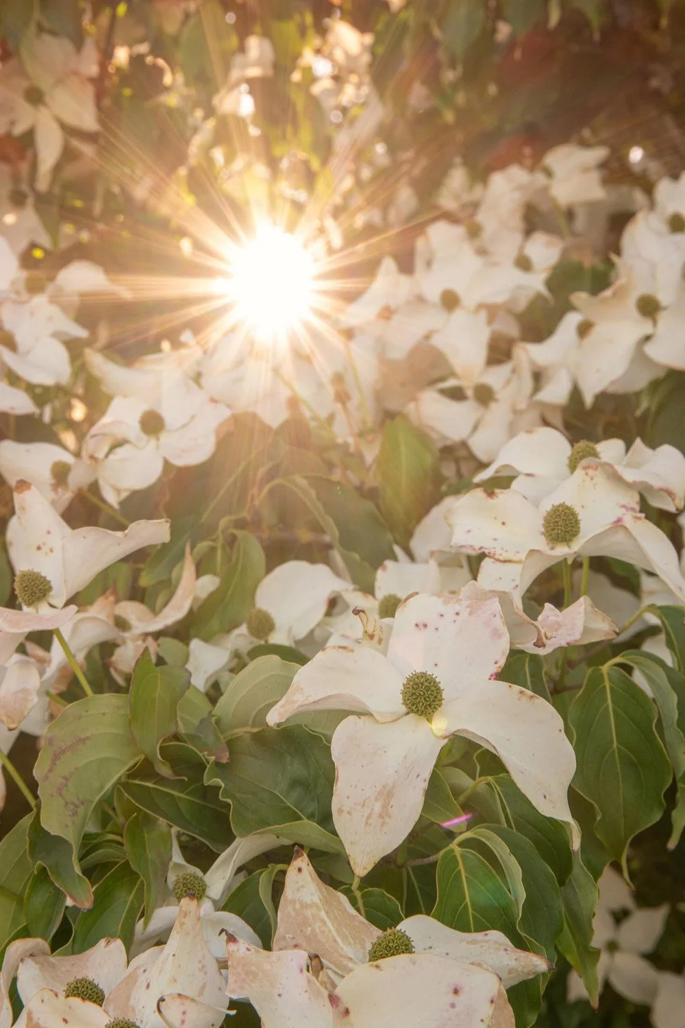 113_Garden Photography by Wasim Muklashy.jpg