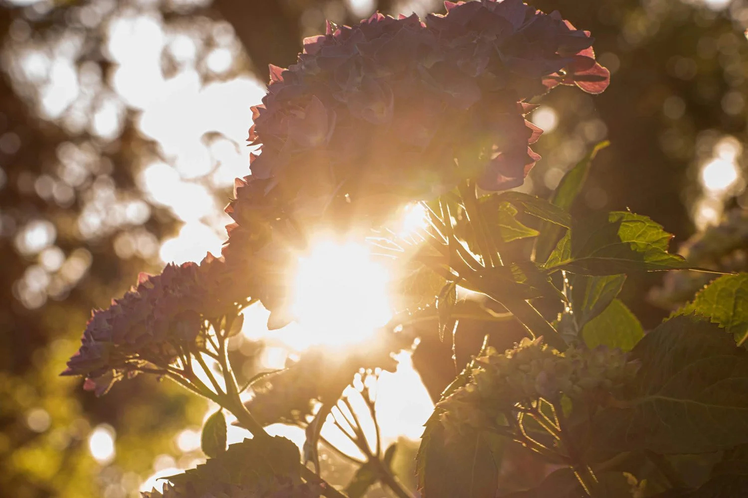 116_Garden Photography by Wasim Muklashy.jpg