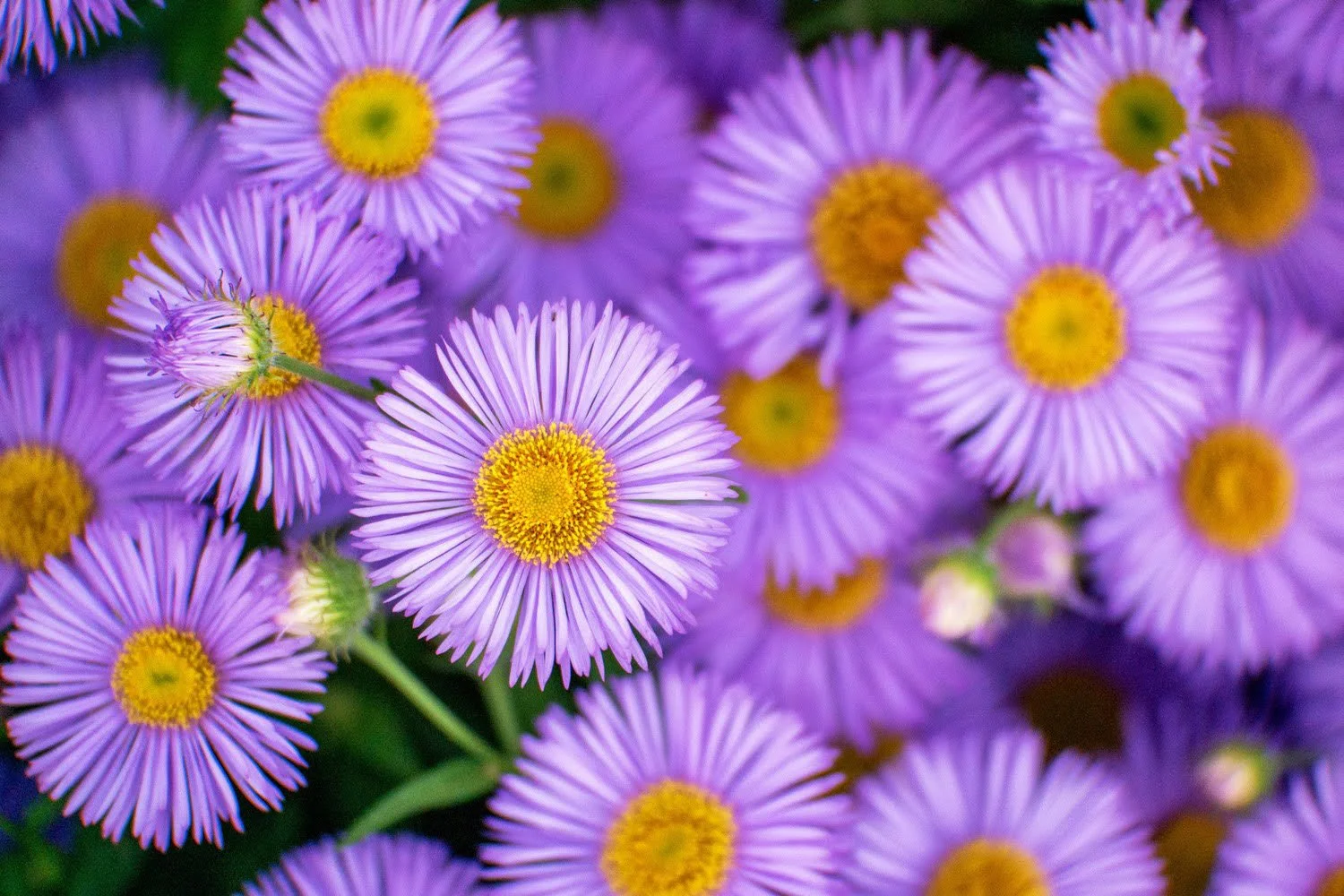 120_Garden Photography by Wasim Muklashy.jpg