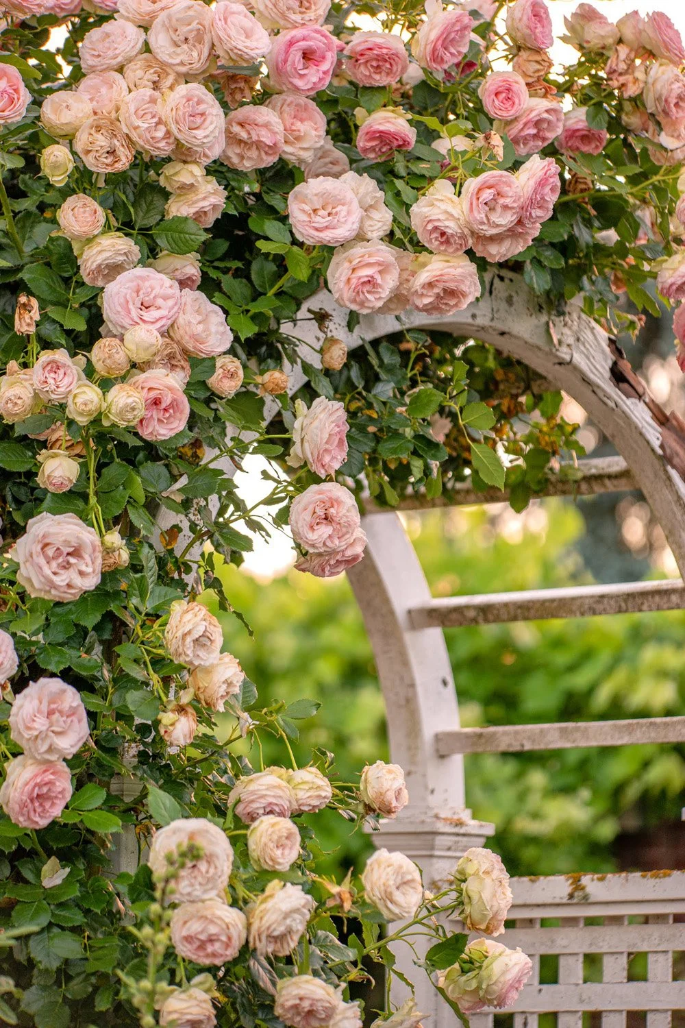 121_Garden Photography by Wasim Muklashy.jpg