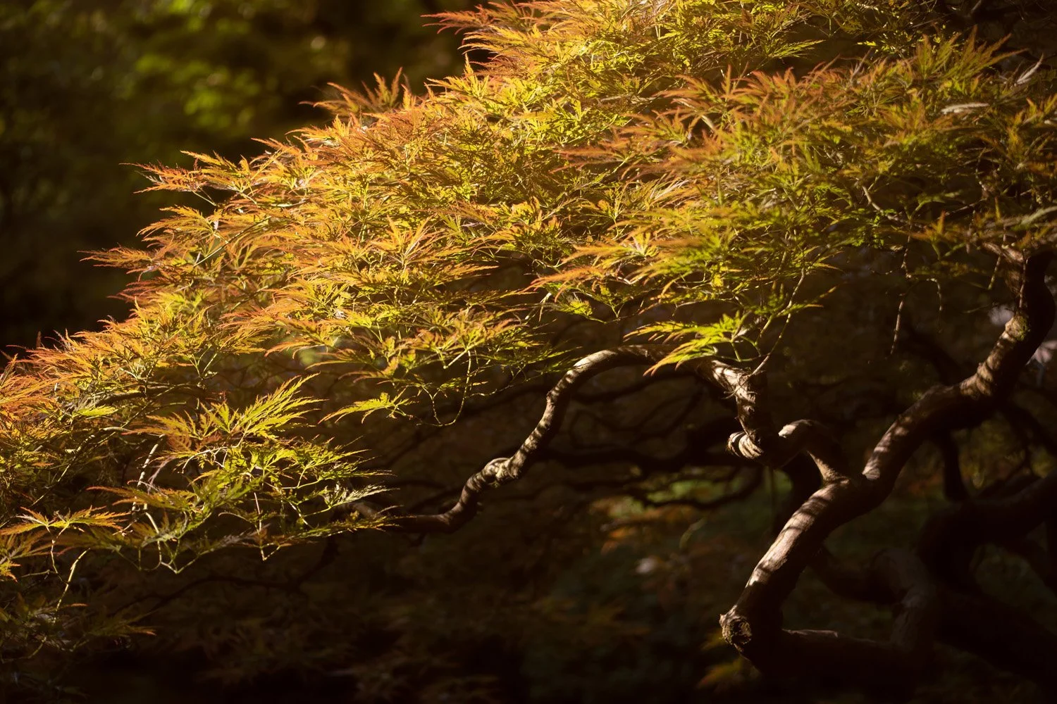 124_Garden Photography by Wasim Muklashy.jpg
