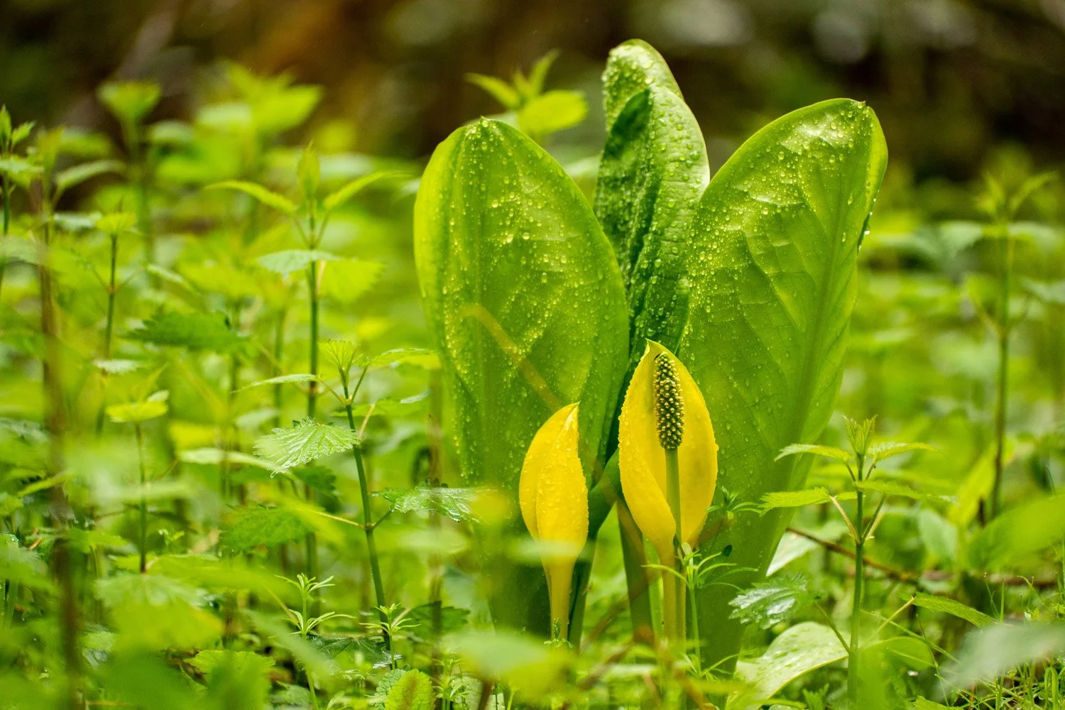 125_Garden Photography by Wasim Muklashy.jpg