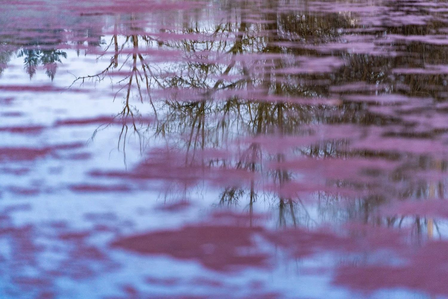 126_Garden Photography by Wasim Muklashy.jpg
