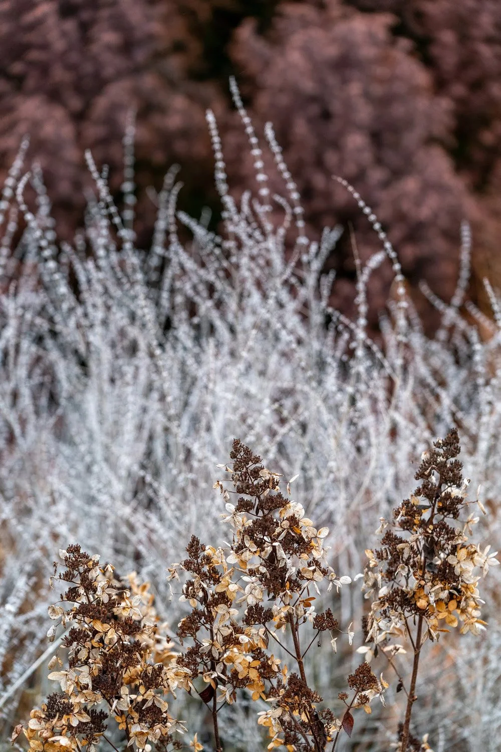 128_Garden Photography by Wasim Muklashy.jpg