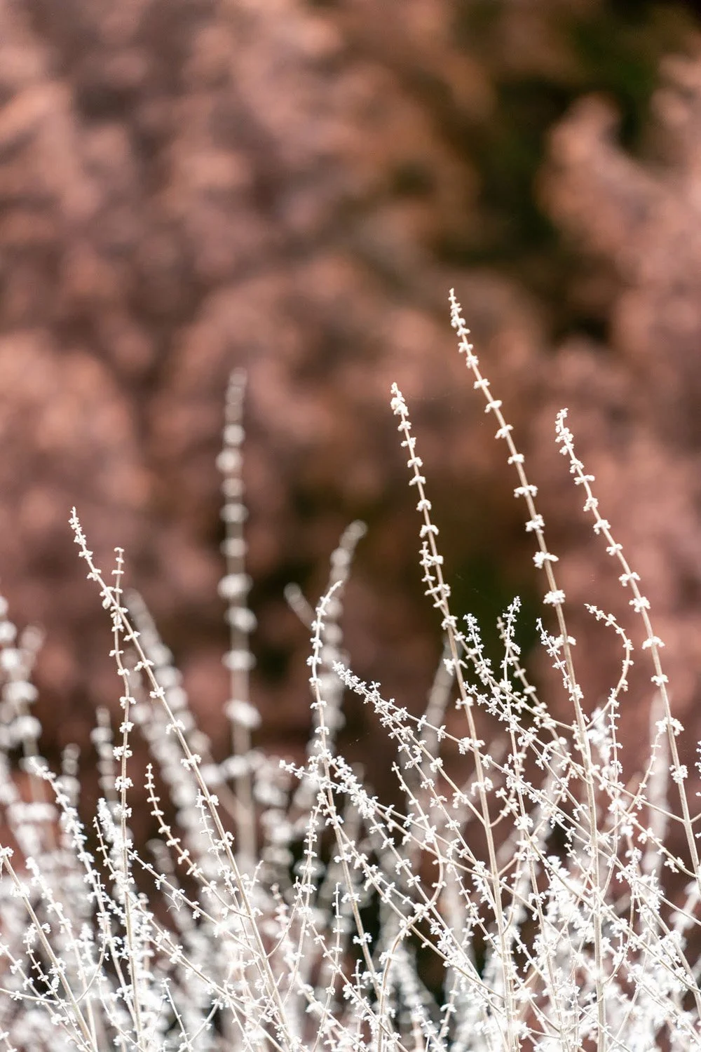 129_Garden Photography by Wasim Muklashy.jpg