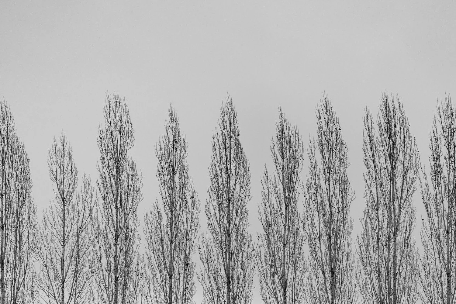 131_Garden Photography by Wasim Muklashy.jpg