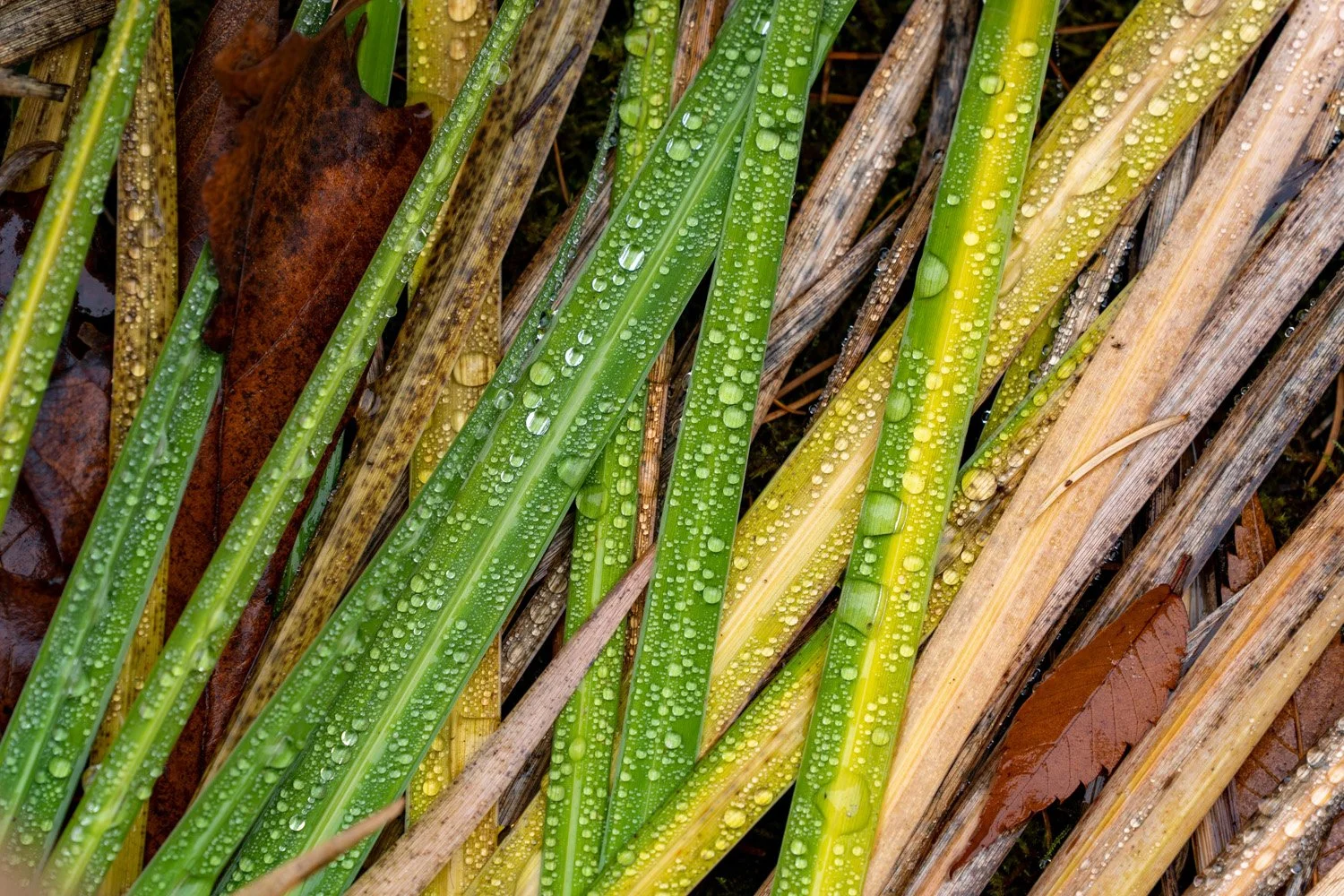 134_Garden Photography by Wasim Muklashy.jpg