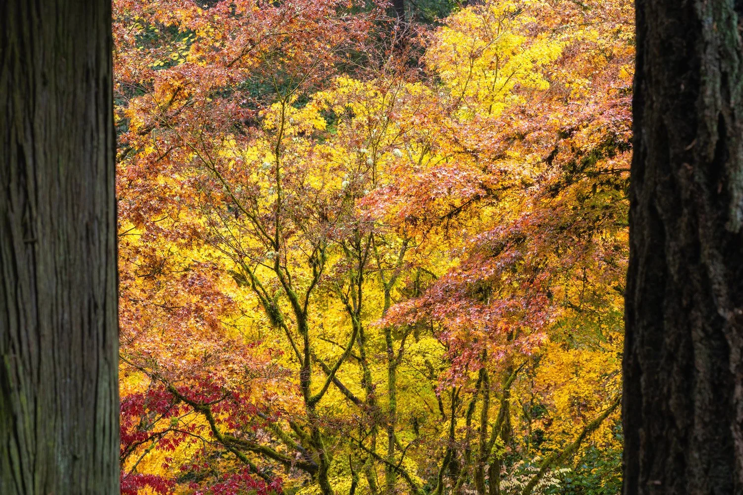 136_Garden Photography by Wasim Muklashy.jpg