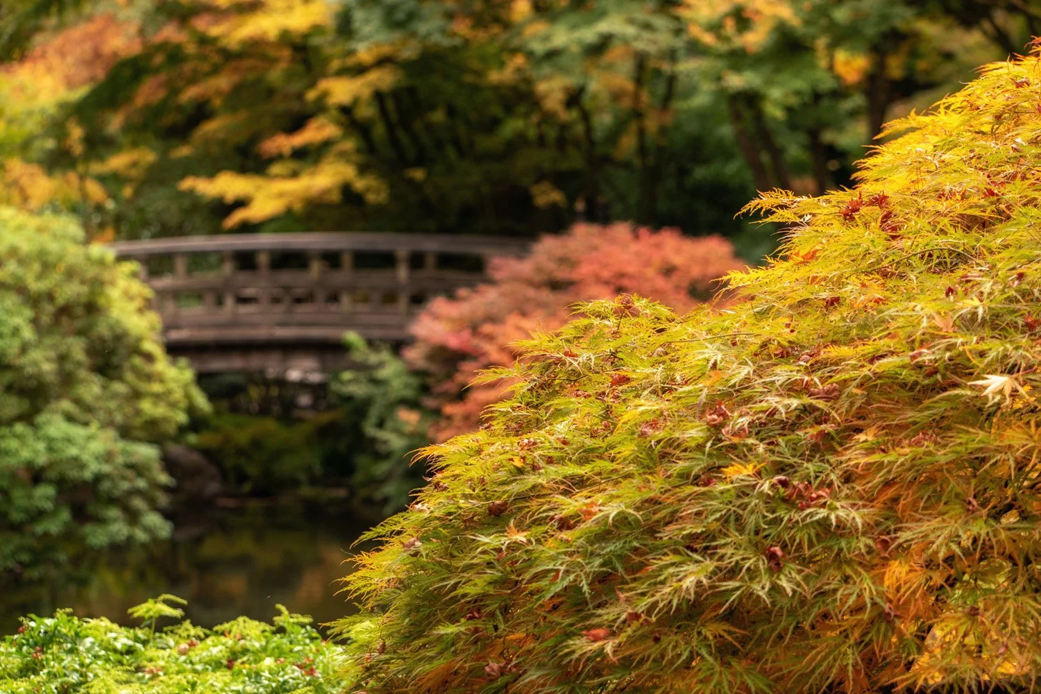 148_Garden Photography by Wasim Muklashy.jpg