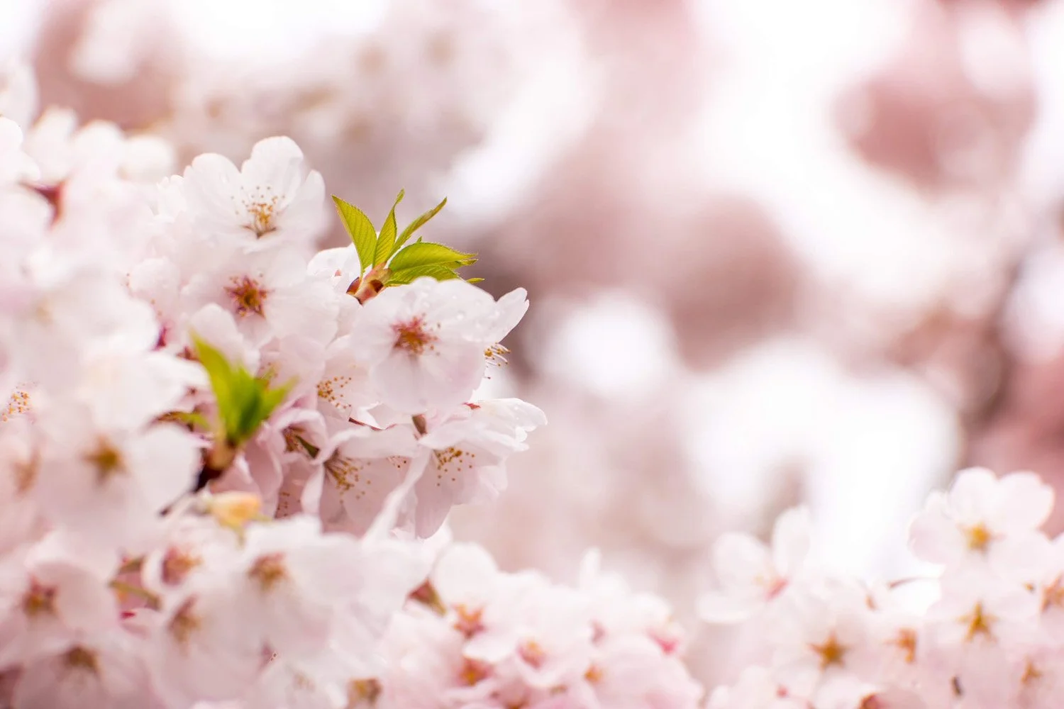 150_Garden Photography by Wasim Muklashy.jpg