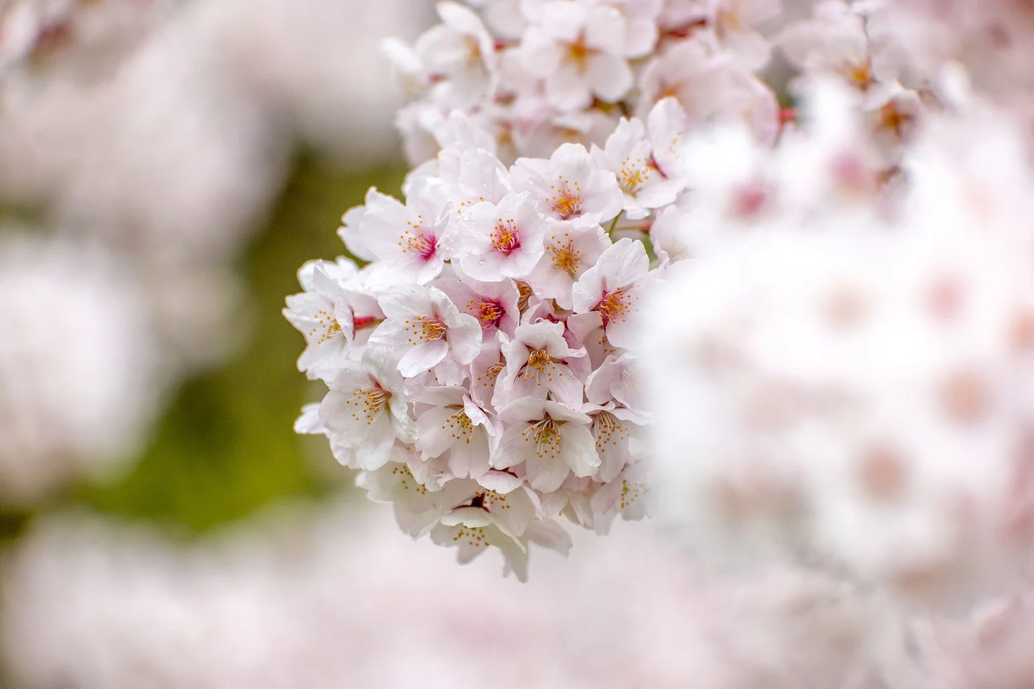 151_Garden Photography by Wasim Muklashy.jpg