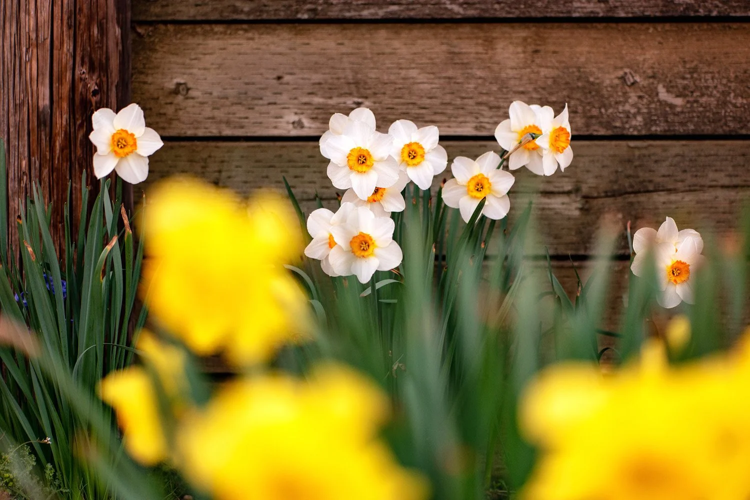 160_Garden Photography by Wasim Muklashy.jpg