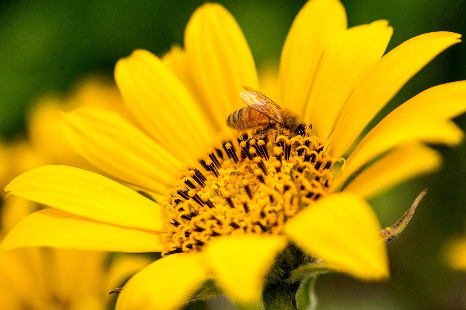 181_Garden Photography by Wasim Muklashy.jpg