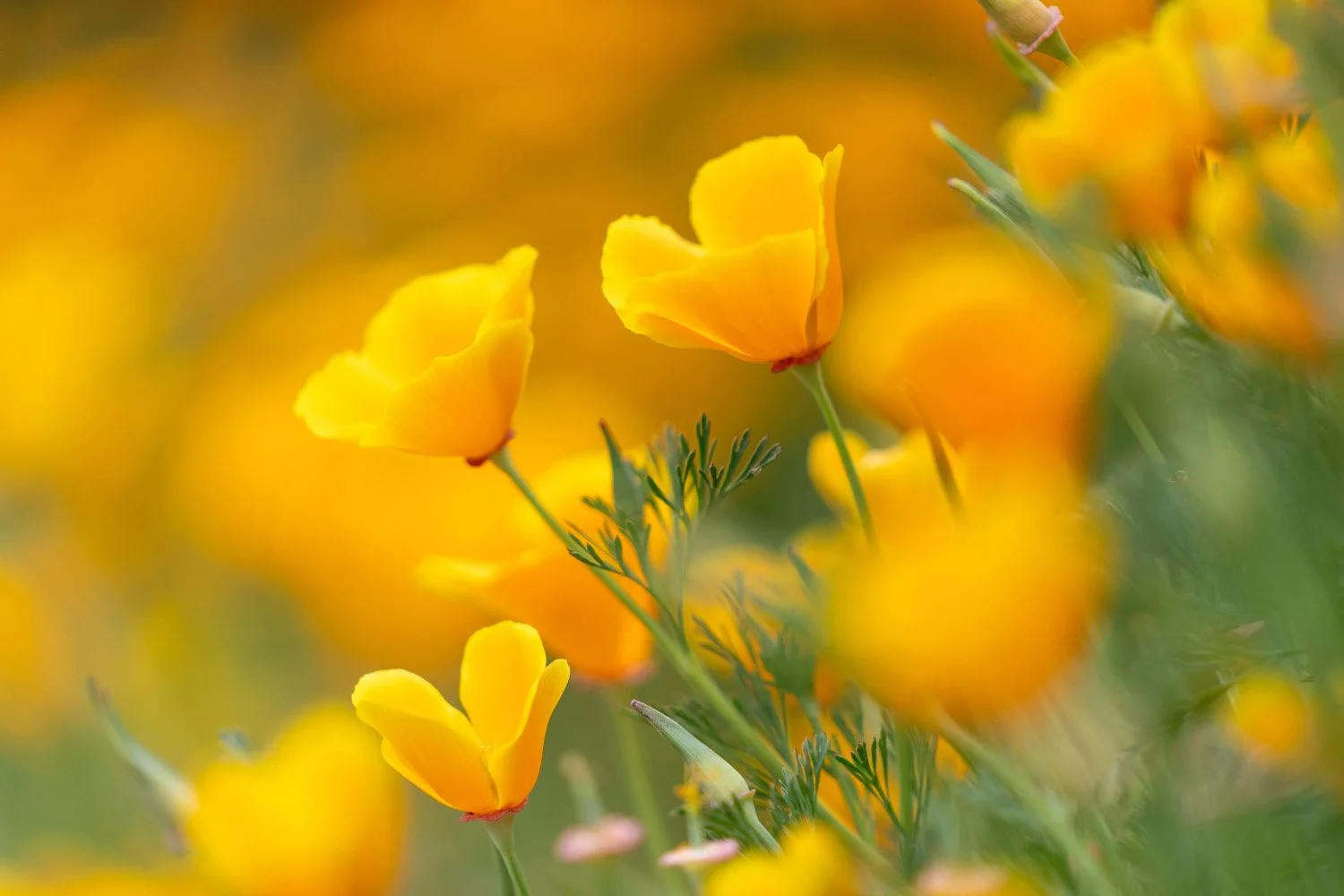 183_Garden Photography by Wasim Muklashy.jpg