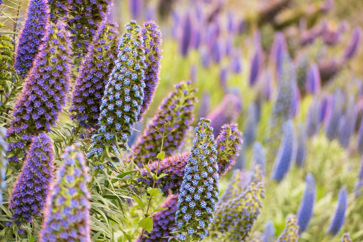 185_Garden Photography by Wasim Muklashy.jpg