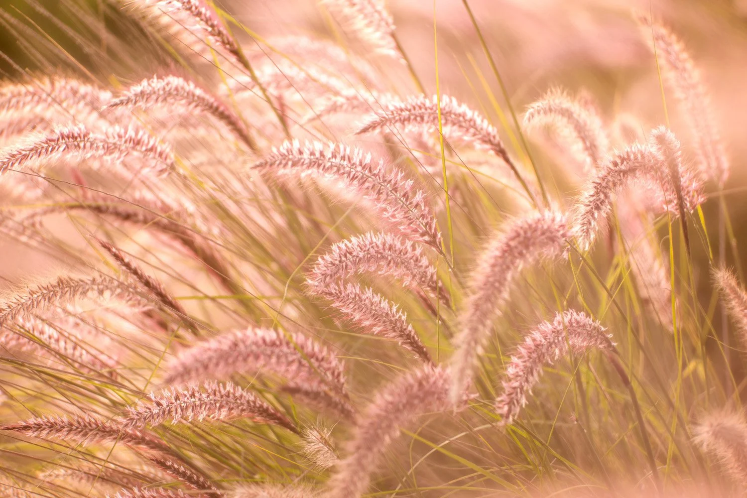 188_Garden Photography by Wasim Muklashy.jpg