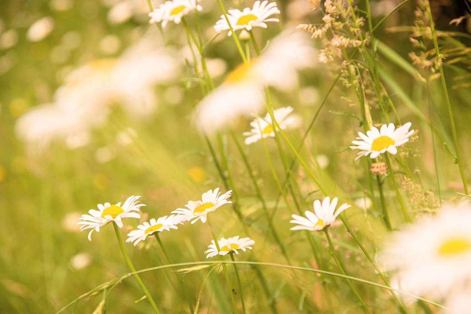 189_Garden Photography by Wasim Muklashy.jpg