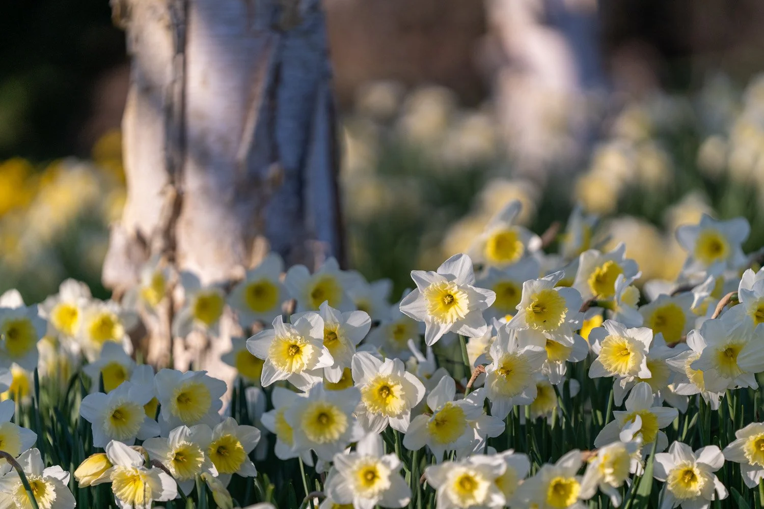 194_Garden Photography by Wasim Muklashy.jpg