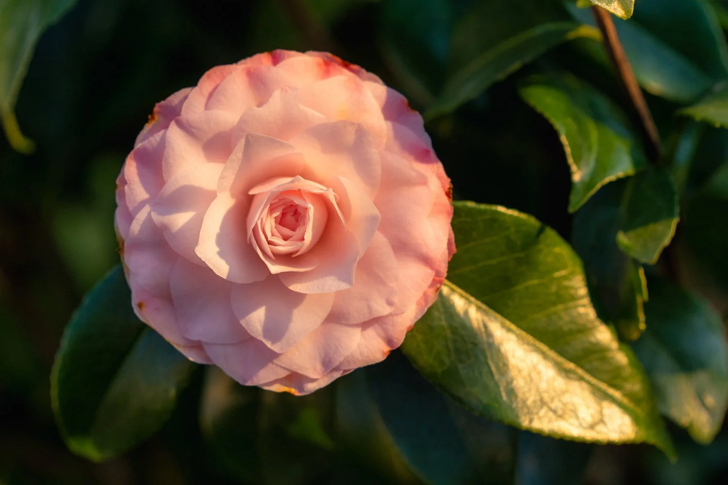 195_Garden Photography by Wasim Muklashy.jpg