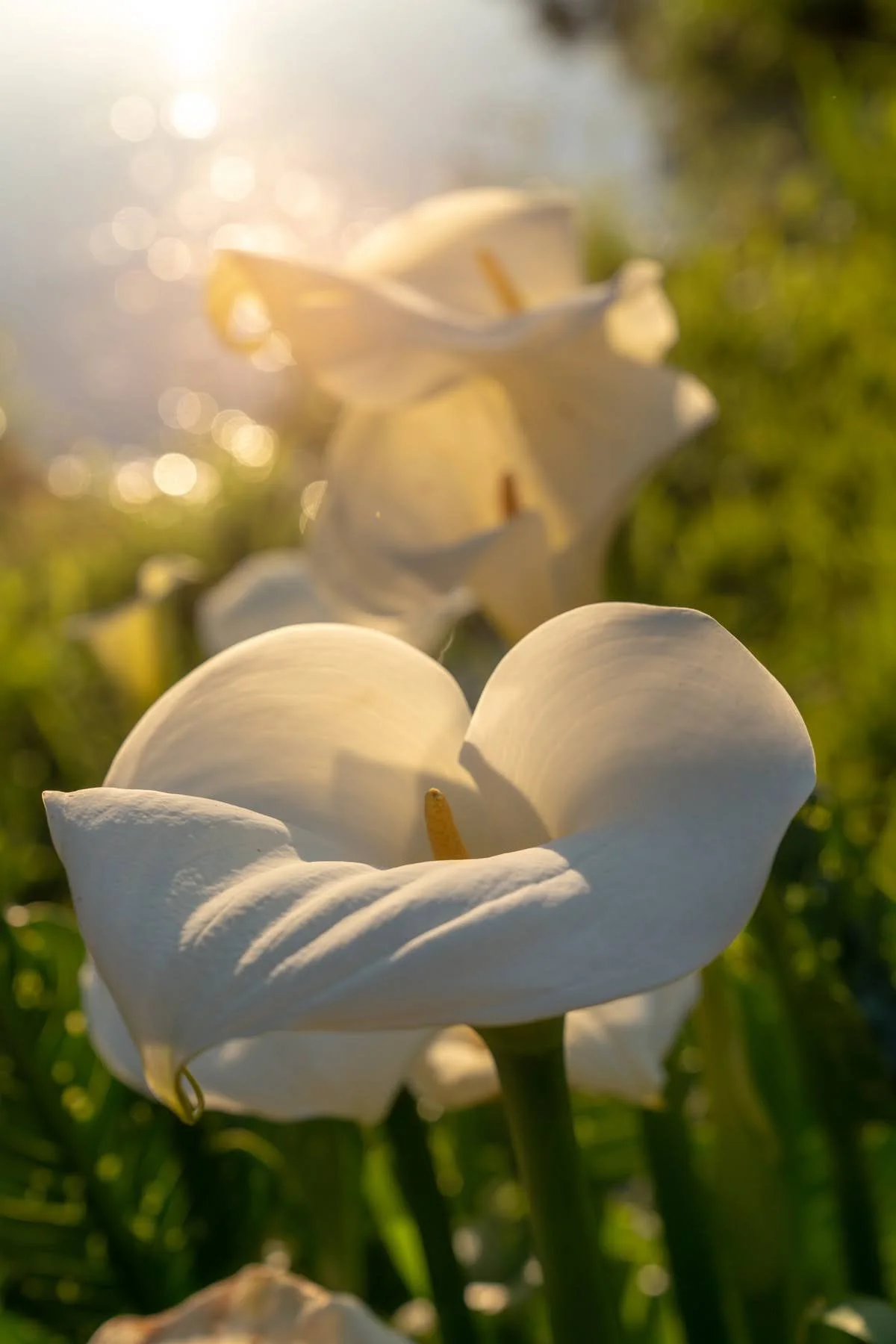 145_Oakwood Gardens_Spring 2023_Photography by Wasim Muklashy_4200px-hires.jpg