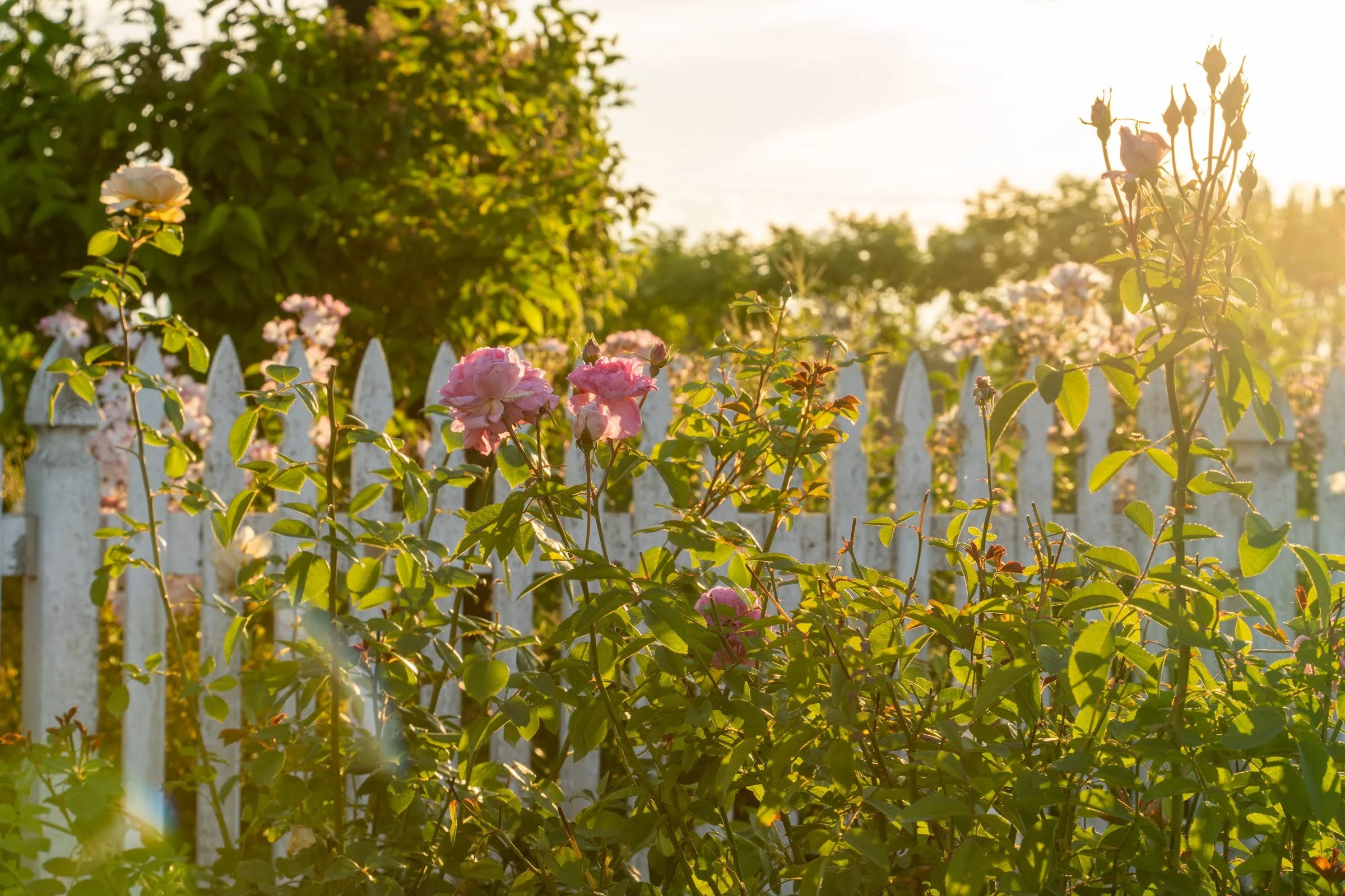 140_Oakwood Gardens_Spring 2025_Photography by Wasim Muklashy_2400px-webres.jpg
