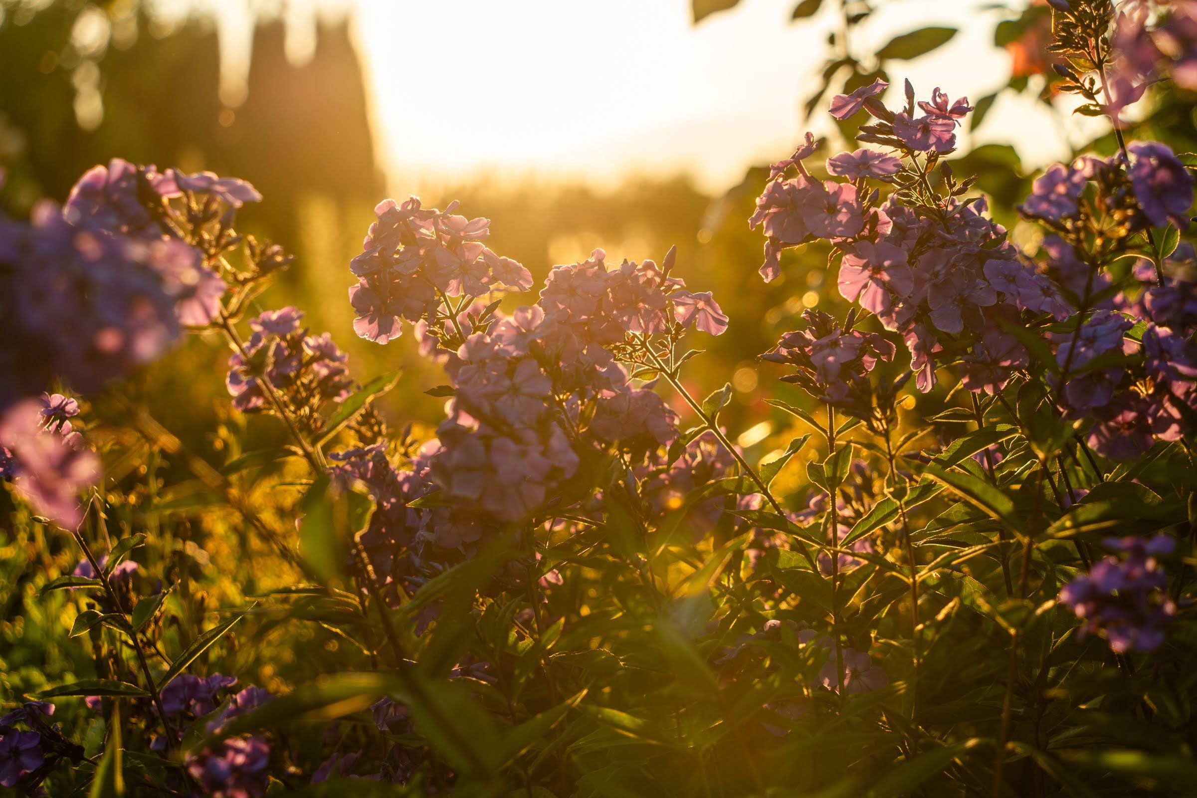 148_Oakwood Gardens_Spring 2025_Photography by Wasim Muklashy_2400px-webres.jpg