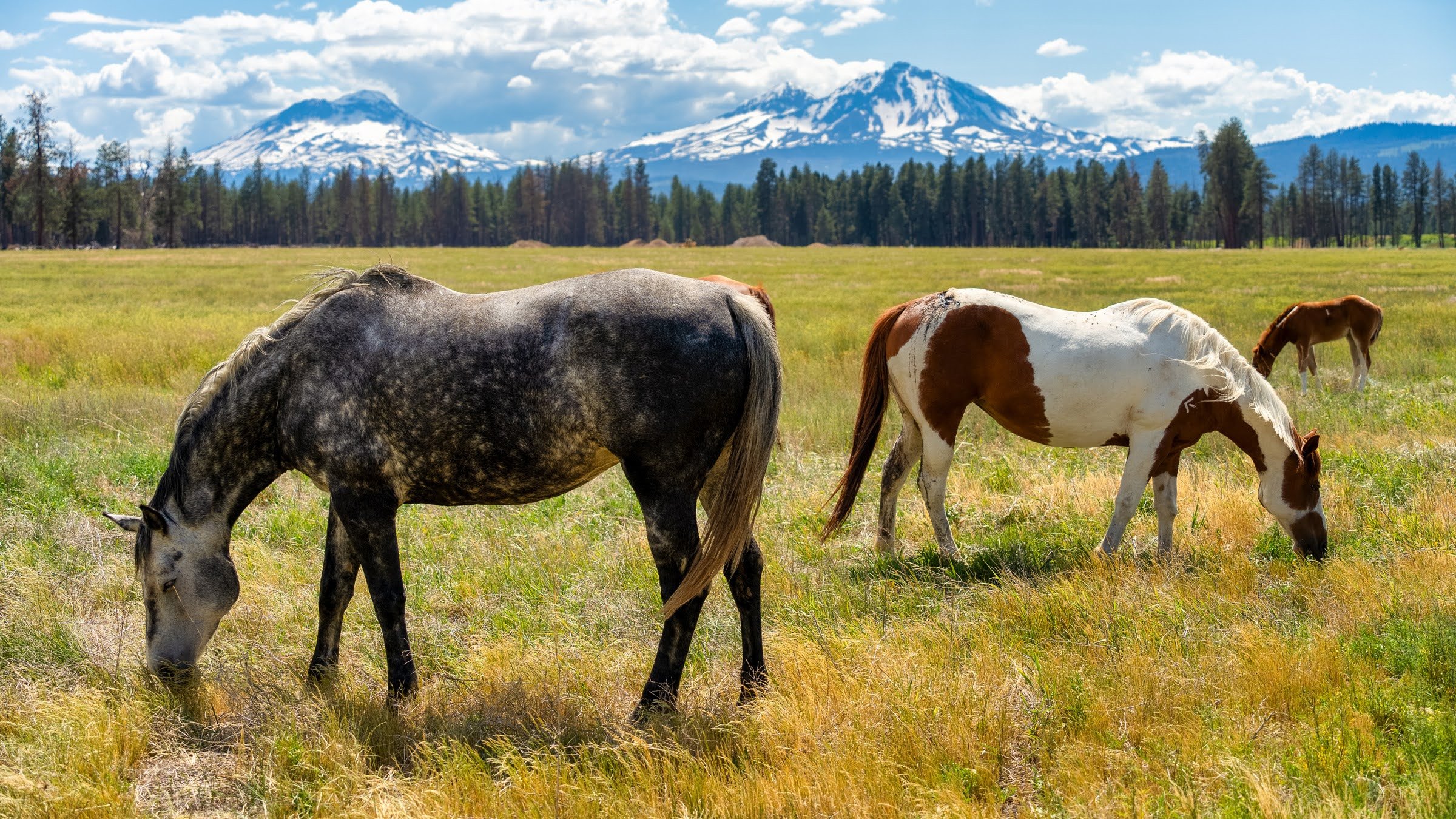 004_Horses on a Ranch in Bend Oregon_Photography by Wasim Muklashy_5000px-hires.jpg