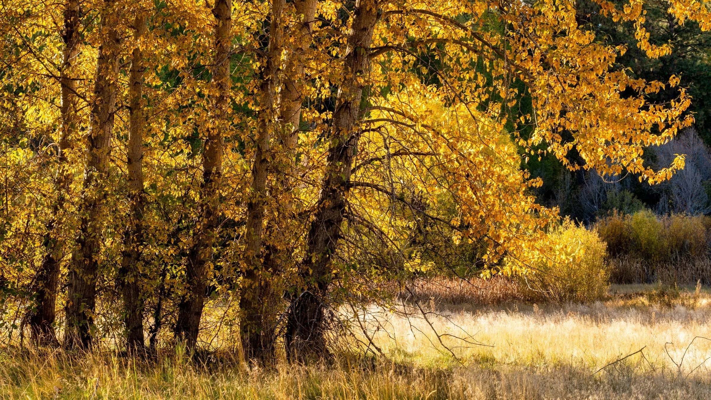 102_Camp Polk Meadow Preserve_Fall 2025_Deschutes Land Trust_Paulina Creek Preserve_Photography by Wasim Muklashy_2400px-webres.jpg