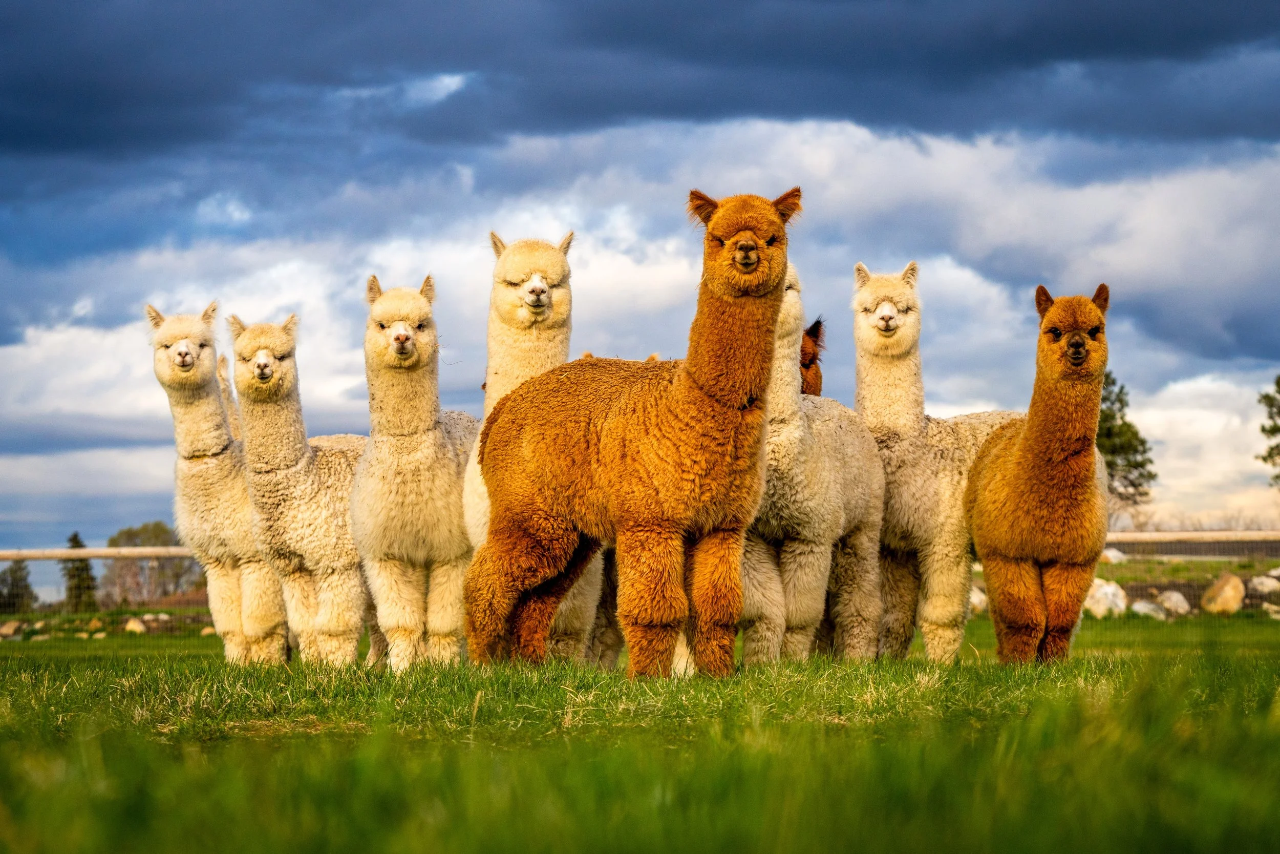Alpaca-preneur!? Married!? Wuh!? Did Not See THAT Coming...