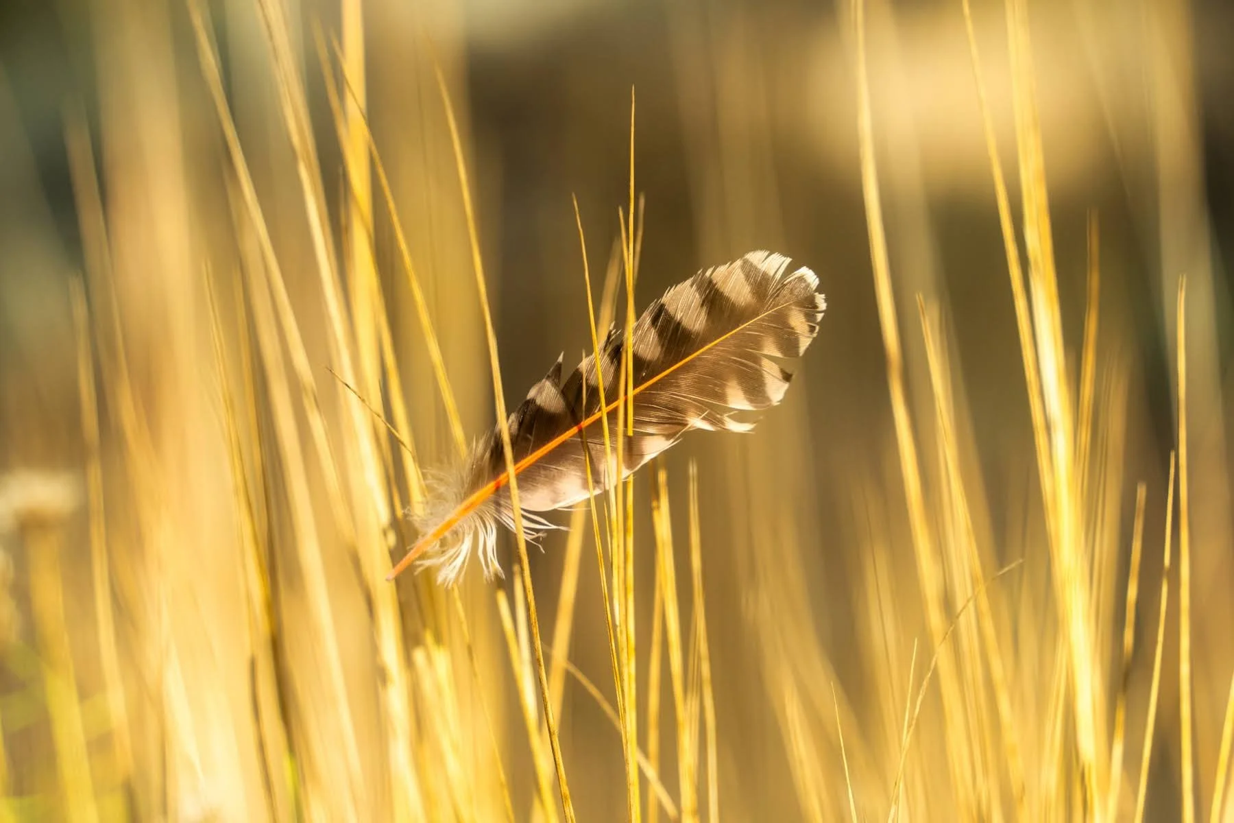 125_Fall 2023_Whychus Canyon Preserve_Deschutes Land Trust_Sisters Oregon_Photography by Wasim Muklashy_1800px-webres.jpg