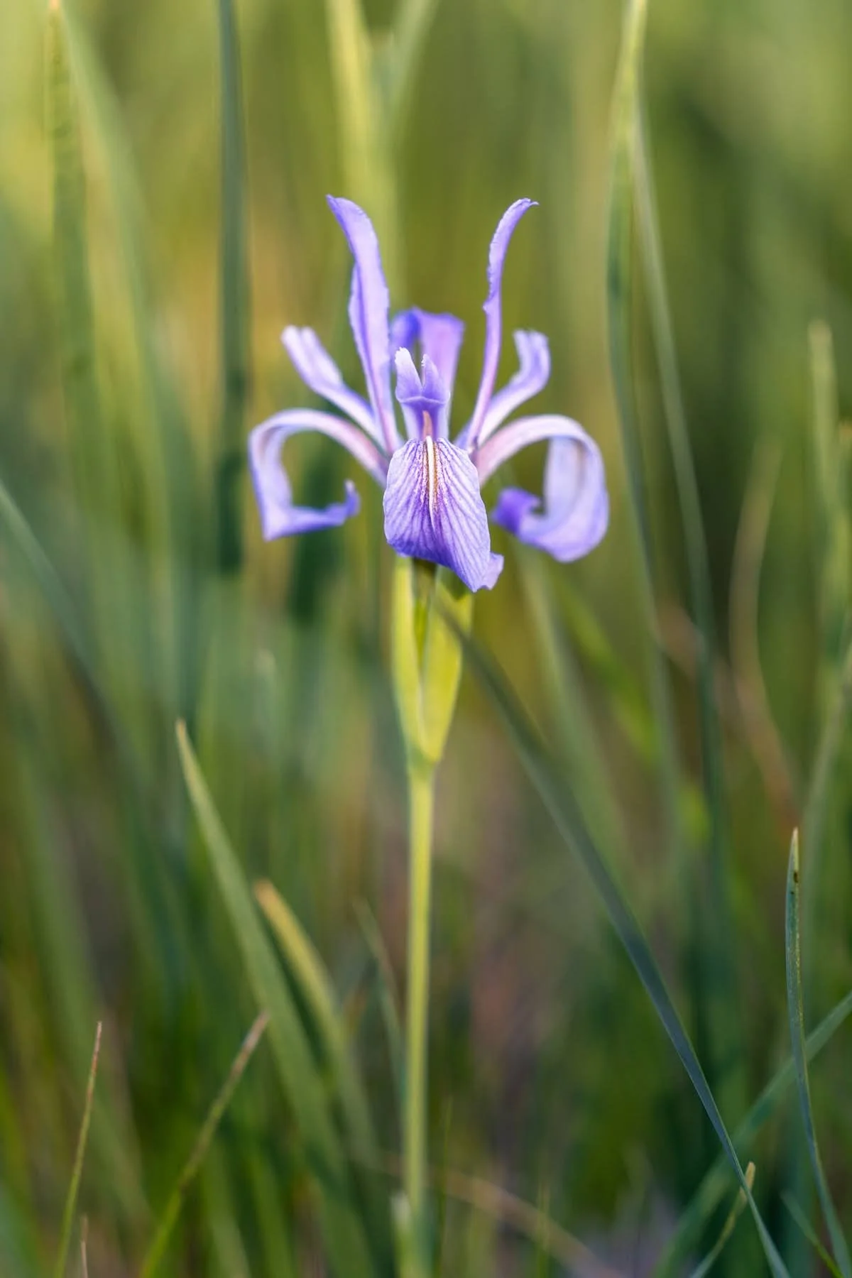 127_Camp Polk Meadow Preserve_Deschutes Land Trust_Sisters Bend Oregon_Photography by Wasim Muklashy_1800px.jpg