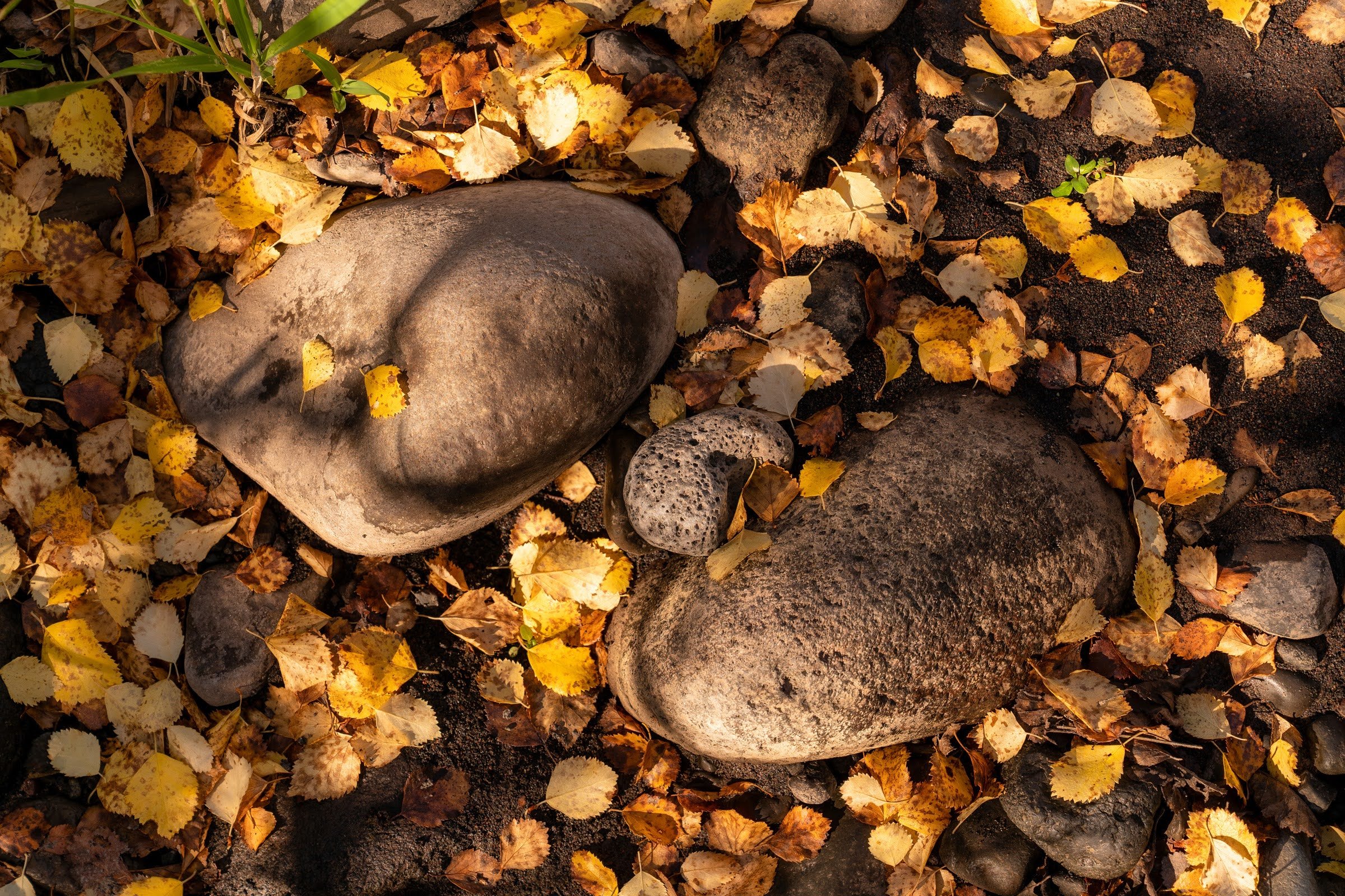 217_Fall 2022_Whychus Canyon Preserve_Deschutes Land Trust_Sisters Oregon_Photography by Wasim Muklashy_hires.jpg