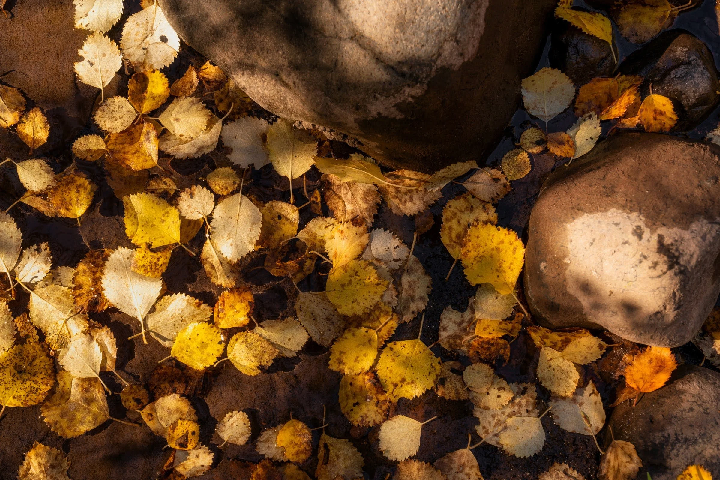 219_Fall 2022_Whychus Canyon Preserve_Deschutes Land Trust_Sisters Oregon_Photography by Wasim Muklashy_hires.jpg
