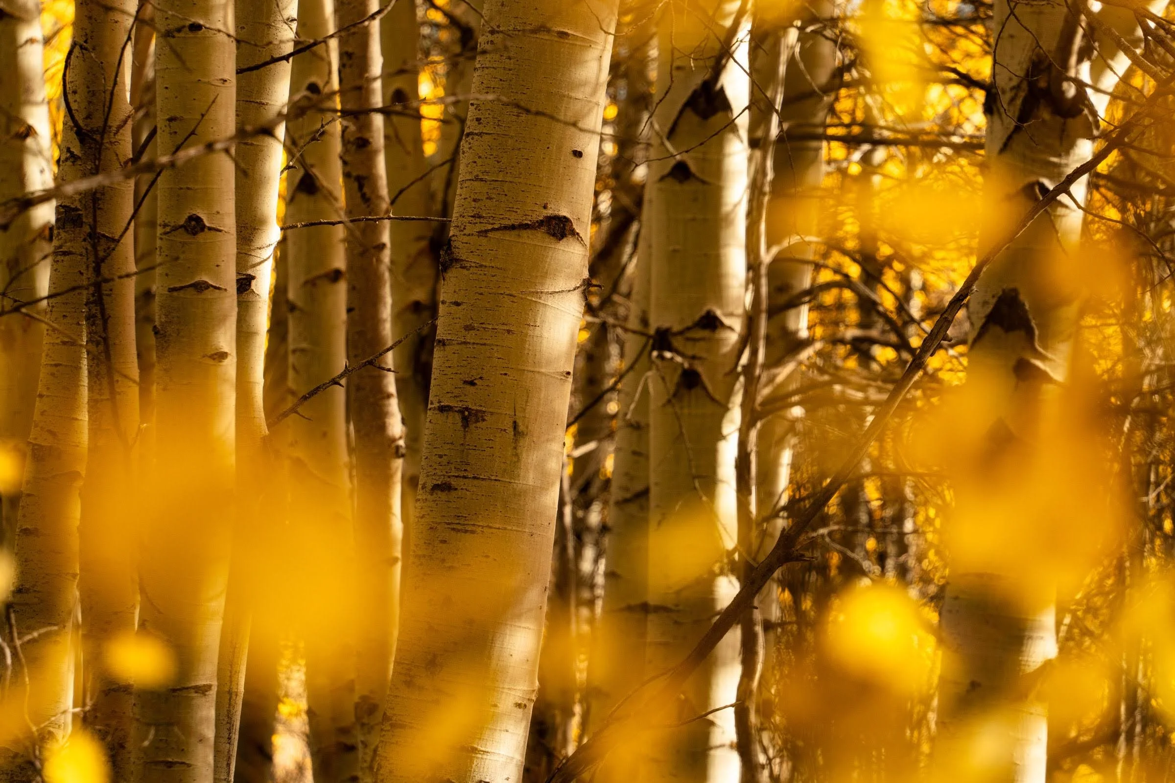 240_Fall 2025_Camp Polk_Deschutes Land Trust_Paulina Creek Preserve_Photography by Wasim Muklashy_2400px-webres.jpg