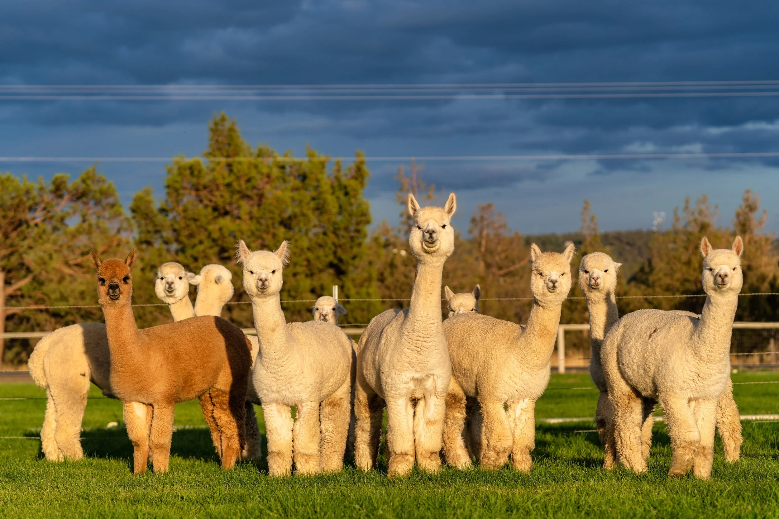 Flying Dutchman Alpacas_by Wasim Muklashy Photography_076.jpg