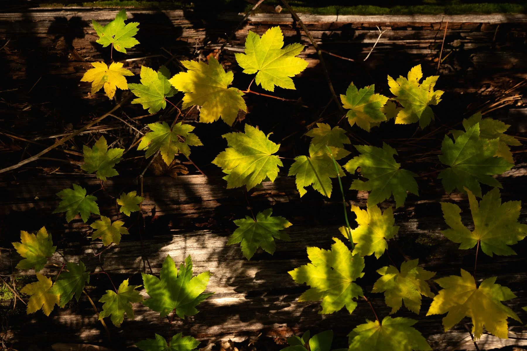 29_Metolius Preserve_Deschutes Land Trust_Sisters Oregon_Photography by Wasim Muklashy.jpg