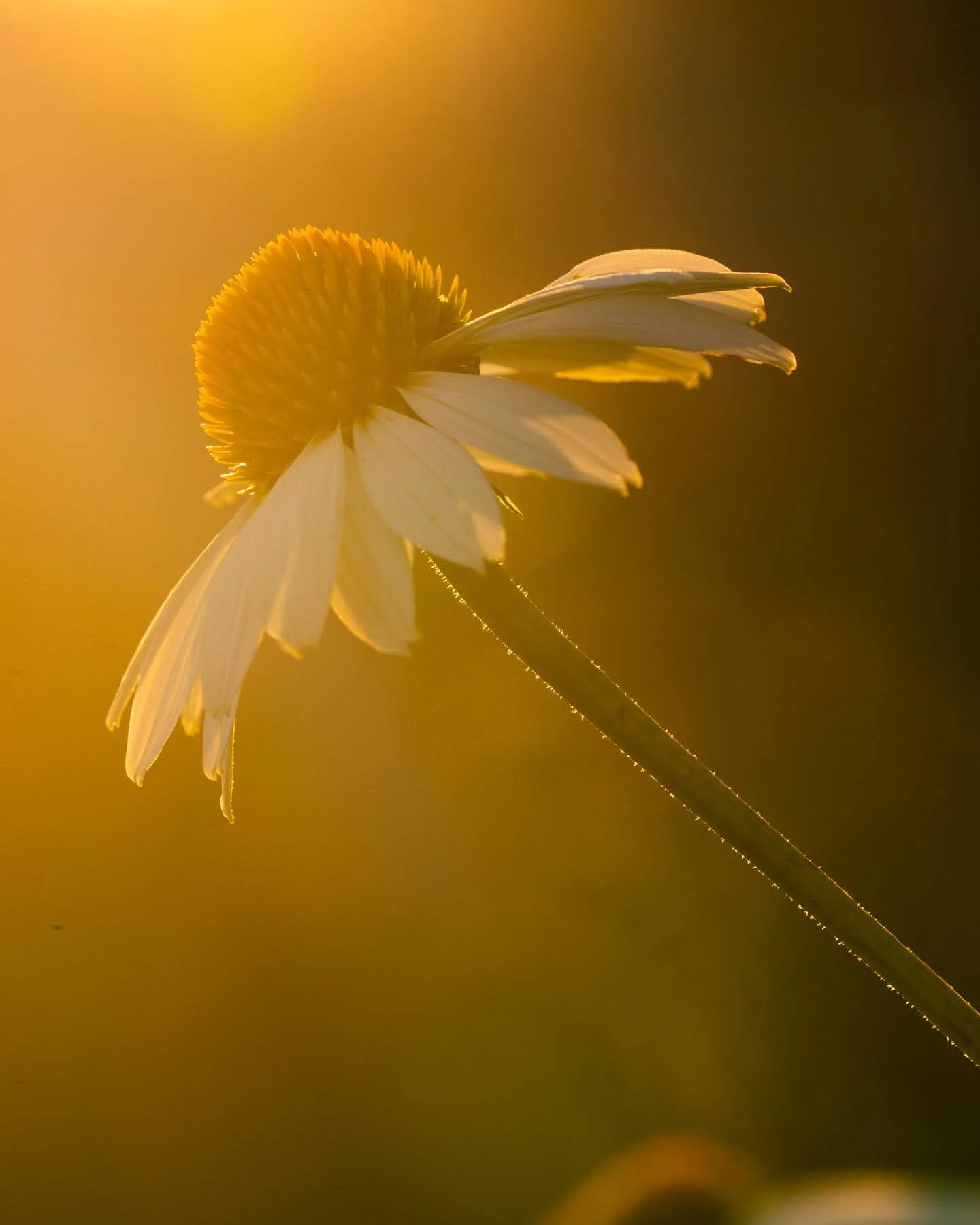 028_Oakwood Gardens_Summer 2021_Photography by Wasim Muklashy_1800px.jpg