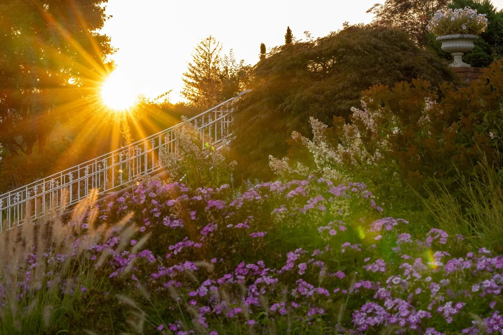 022_Oakwood Gardens_Summer Garden_Photography by Wasim Muklashy_.jpg