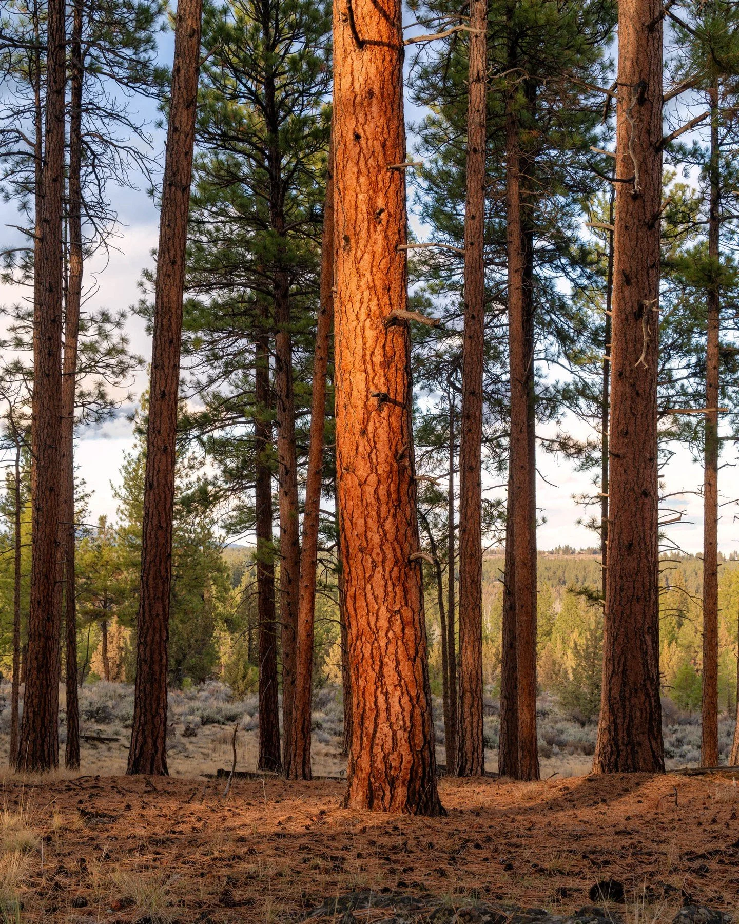 spirit tree.
-
a willow springs preserve zen moment byWasim.com
-
been spending alotta time on bluesky. find me at @photographybywasim.com
-
til a ceasefire, i'll split all print profits btwn
@doctorswithoutborders &amp; @thepcrf 🕊️🇵🇸🕊️🇮🇱🕊️
-
