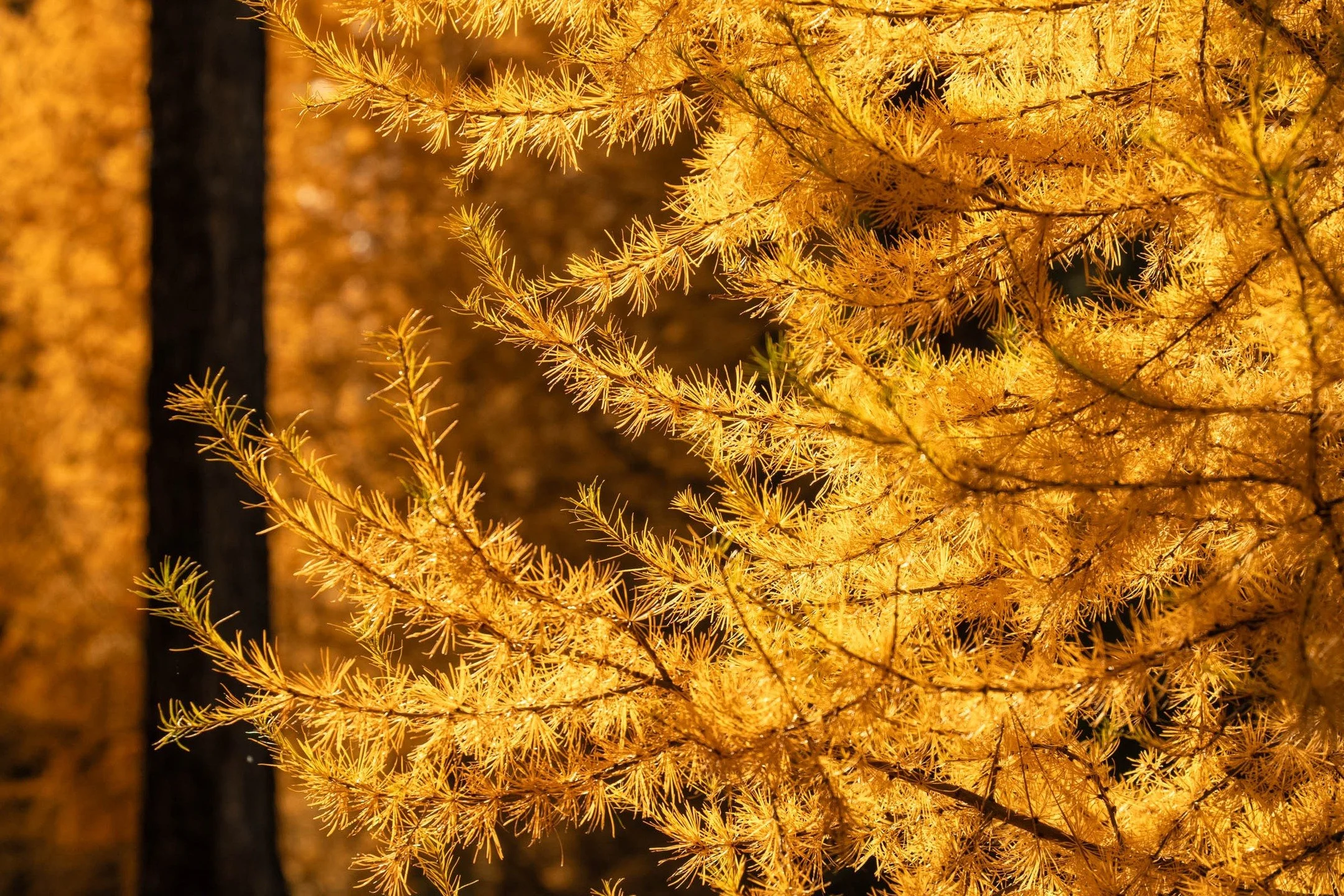 where we left off...
-
a #pnw #zen moment byWasim.com
-
and if you want more neato nature stuffs, find me on Bluesky, been spending a LOT more time posting photos there. no ads no zuckfuckery and superior control over what and who does (and doesn't) 