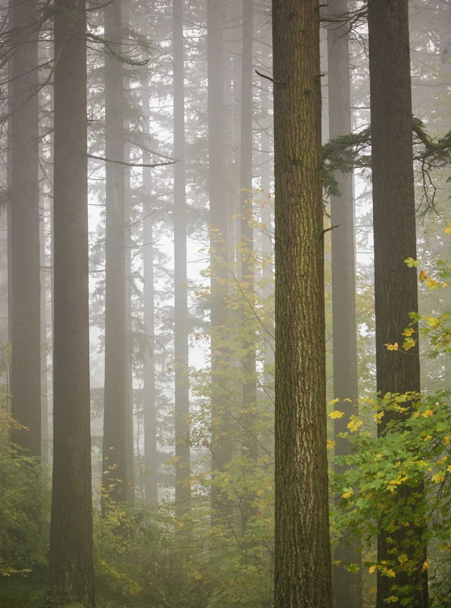 take a stand.
-
a #pnw #zen moment byWasim.com
-
until there's a ceasefire, i'll split all profits of sold prints between @doctorswithoutborders &amp; @thepcrf 🕊️🇵🇸🕊️🇮🇱🕊️
-
#adventure #portland #oregon #travel #nature #getoutside #mountains #t