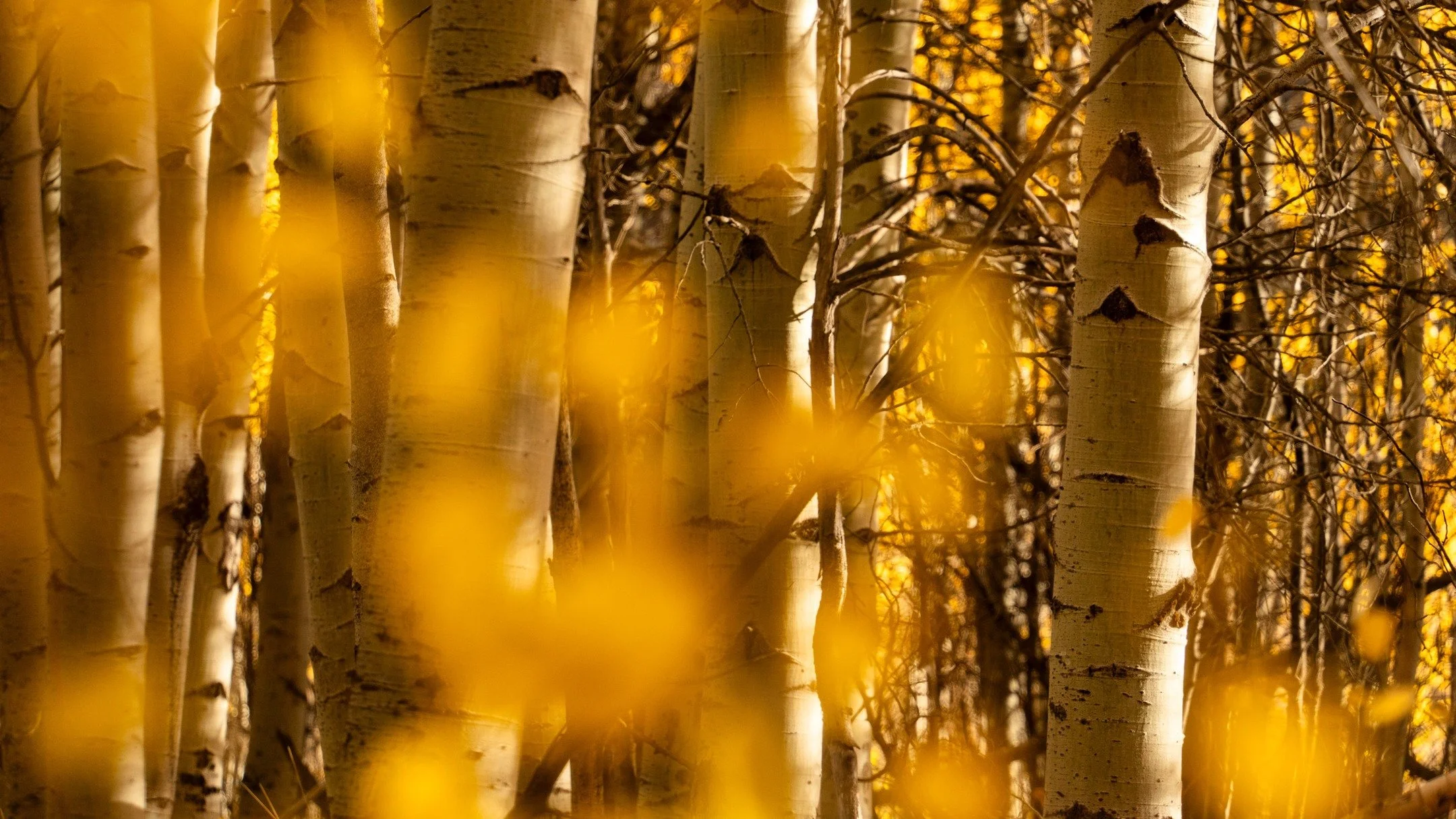 it's been real!
til the next go around...
-
a #pnw #zen moment byWasim.com
-
and if you want more neato nature stuffs, find me on Bluesky, been spending a LOT more time posting photos there. no ads no zuckfuckery and superior control over what and wh