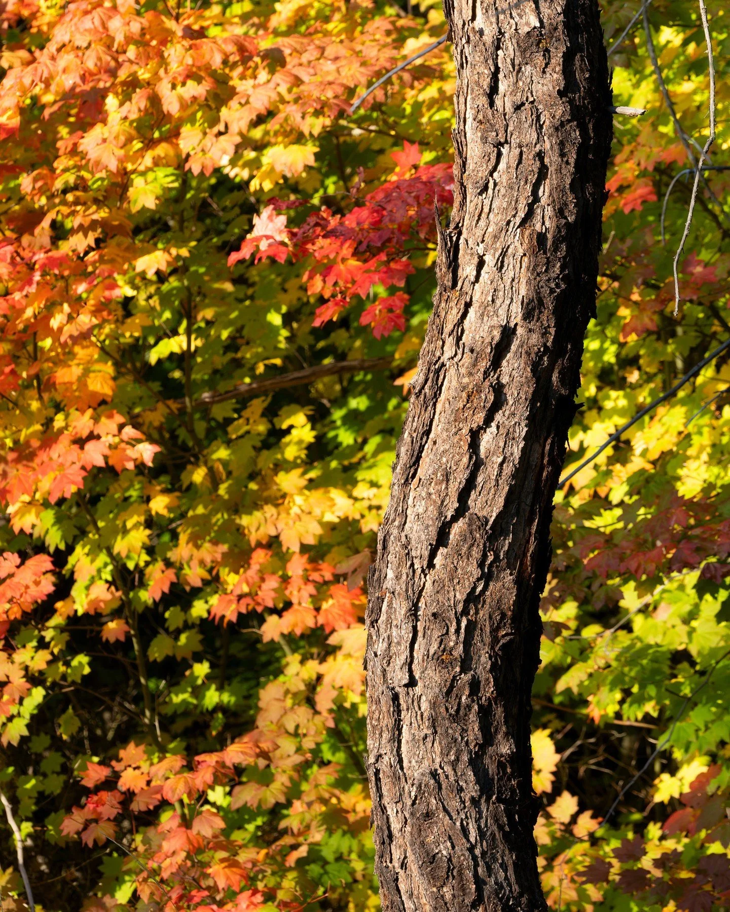 one way...or another...
-
a #pnw #zen moment byWasim.com
-
and if you want more neato nature stuffs, find me on Bluesky, been spending a LOT more time posting photos there. no ads no zuckfuckery and superior control over what and who does (and doesn'