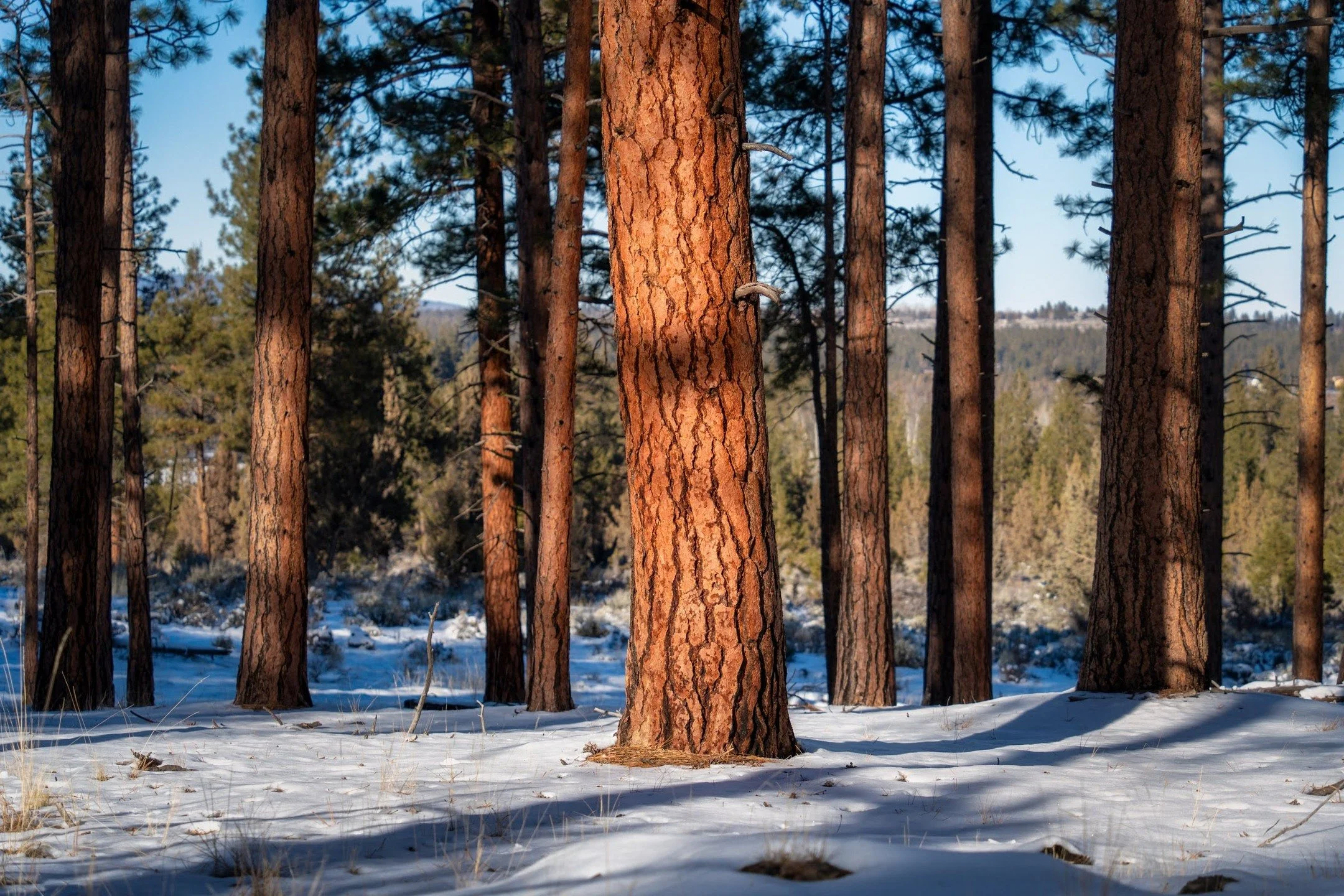 same tree. different spirit.
-
a willow springs preserve zen moment byWasim.com
-
been spending alotta time on bluesky. find me at @photographybywasim.com
-
til a ceasefire, i'll split all print profits btwn
@doctorswithoutborders &amp; @thepcrf 🕊️?