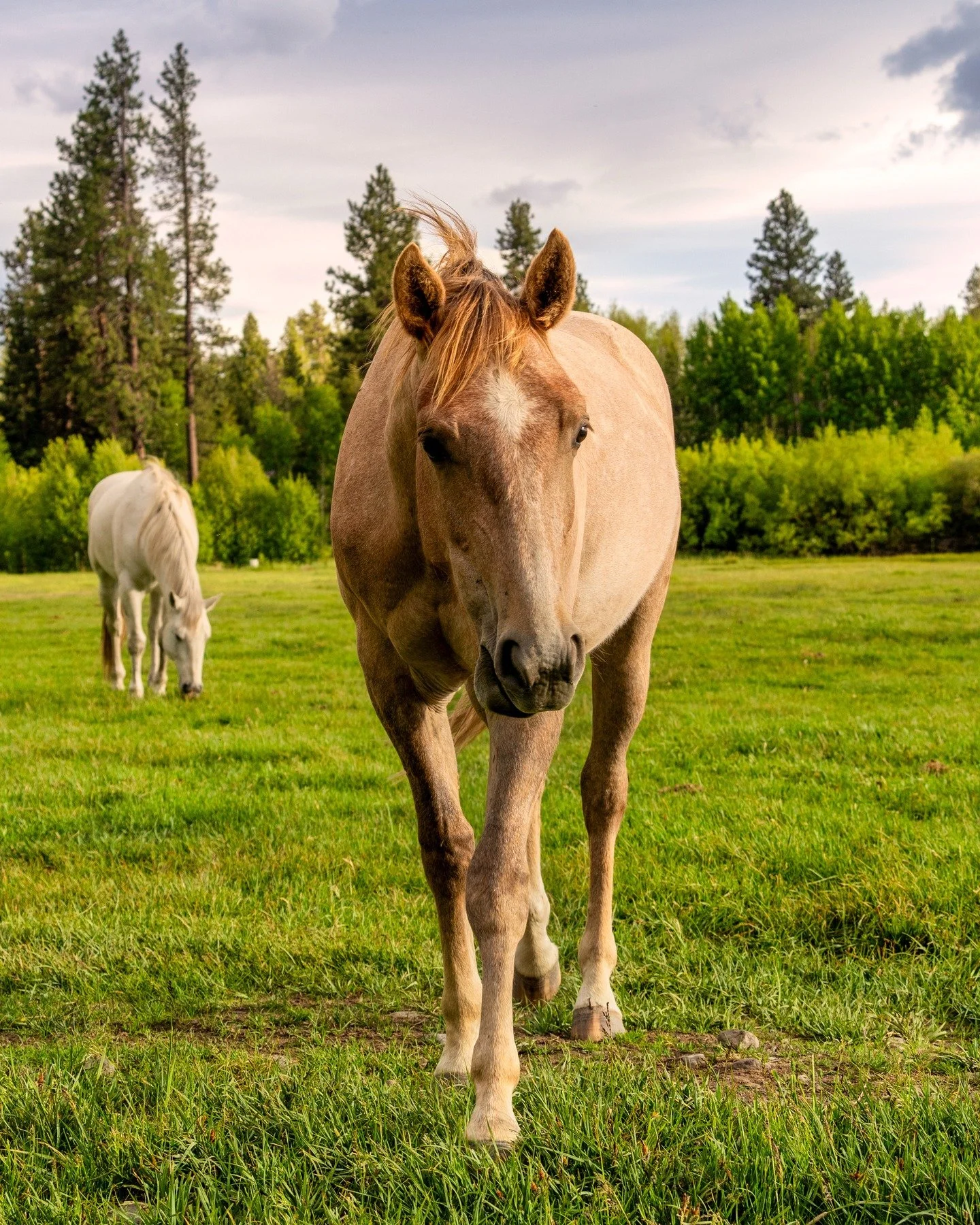 hi horsies.
-
and if you want more neato nature stuffs, find me on Bluesky, been spending a LOT more time posting photos there. no ads no zuckfuckery and superior control over what and who does (and doesn't) show up in your feeds. My handle is @Photo