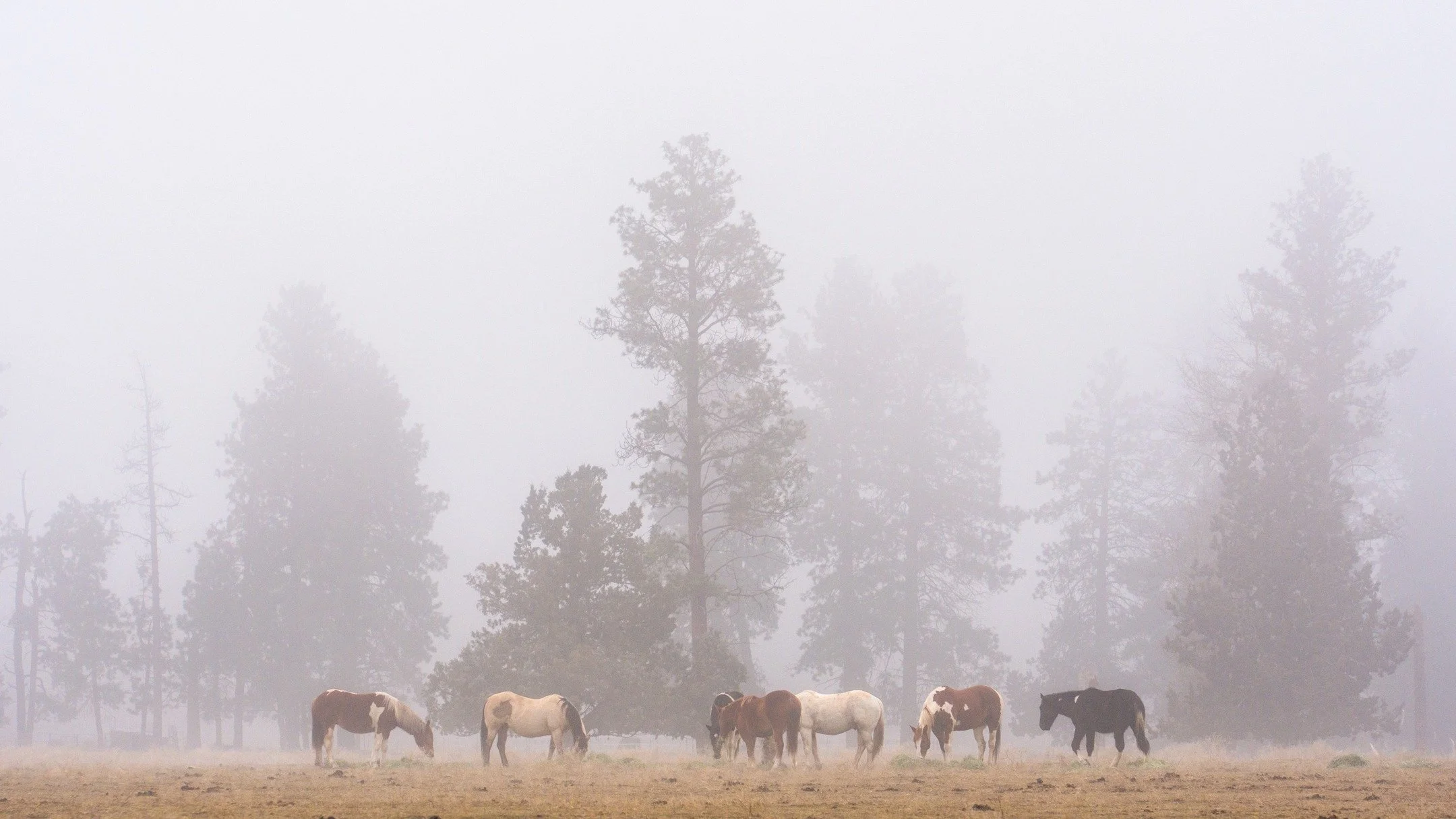 foggy bottom boys.
-
and if you want more neato nature stuffs, find me on Bluesky, been spending a LOT more time posting photos there. no ads no zuckfuckery and superior control over what and who does (and doesn't) show up in your feeds. My handle is