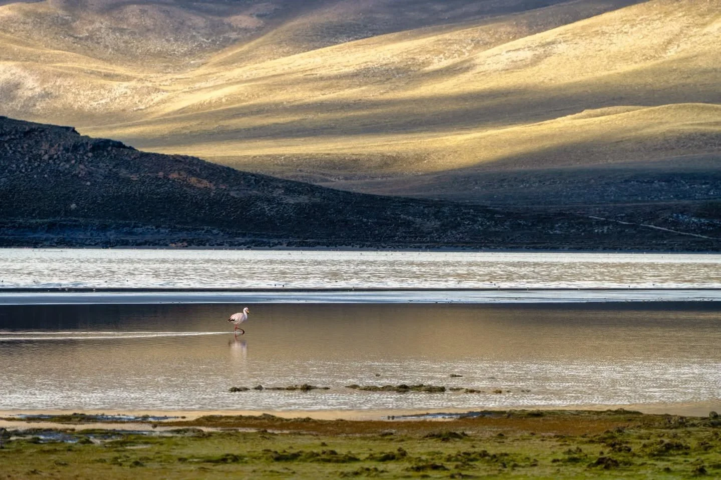 peruvian pink.
-
if you want more neato nature stuffs, find me on Bluesky, been spending a LOT more time posting photos there. no ads no zuckfuckery and superior control over what and who does (and doesn't) show up in your feeds. My handle is @Photog