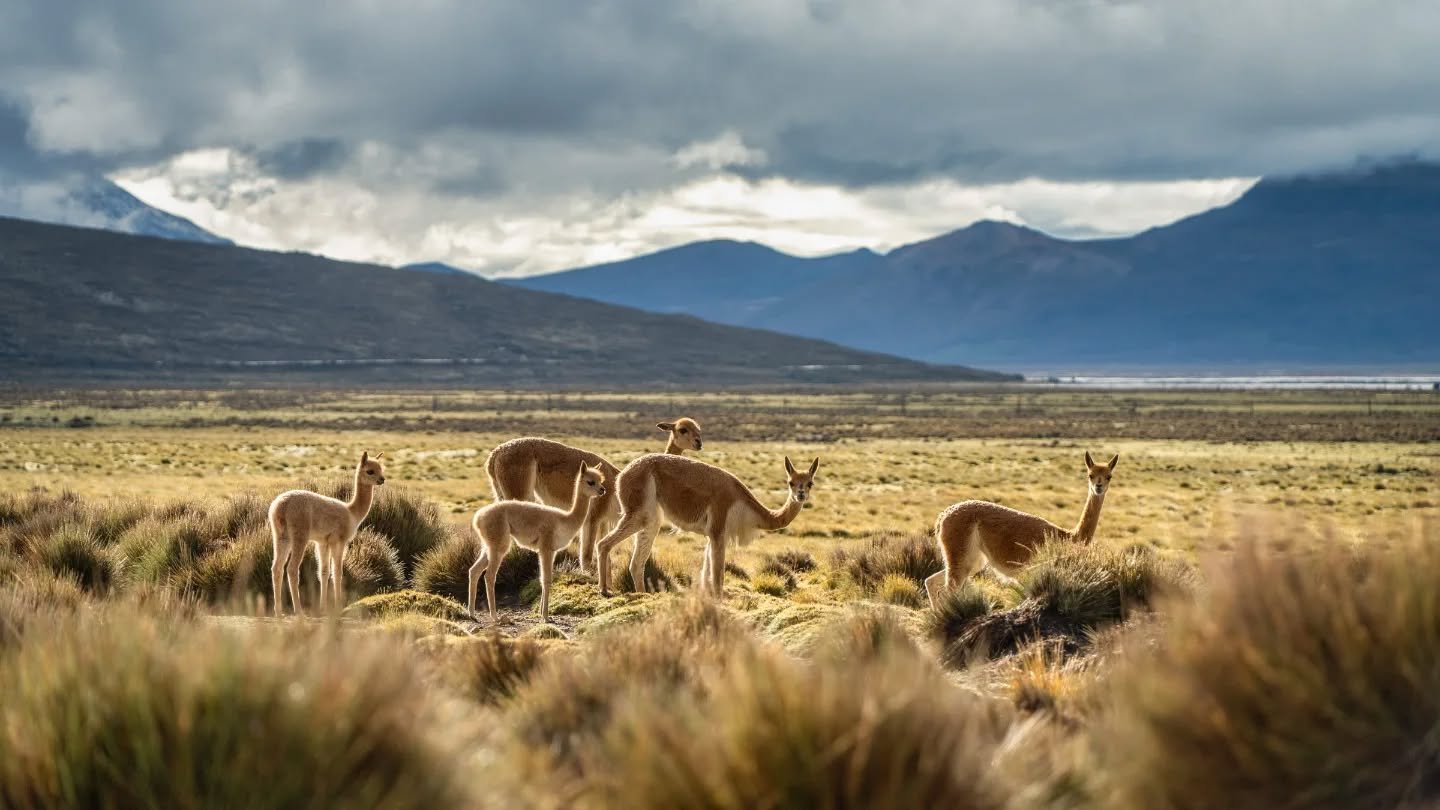 a vicu&ntilde;a spring breaks.
-
if you want more neato nature stuffs, find me on Bluesky, been spending a LOT more time posting photos there. no ads no zuckfuckery and superior control over what and who does (and doesn't) show up in your feeds. My h