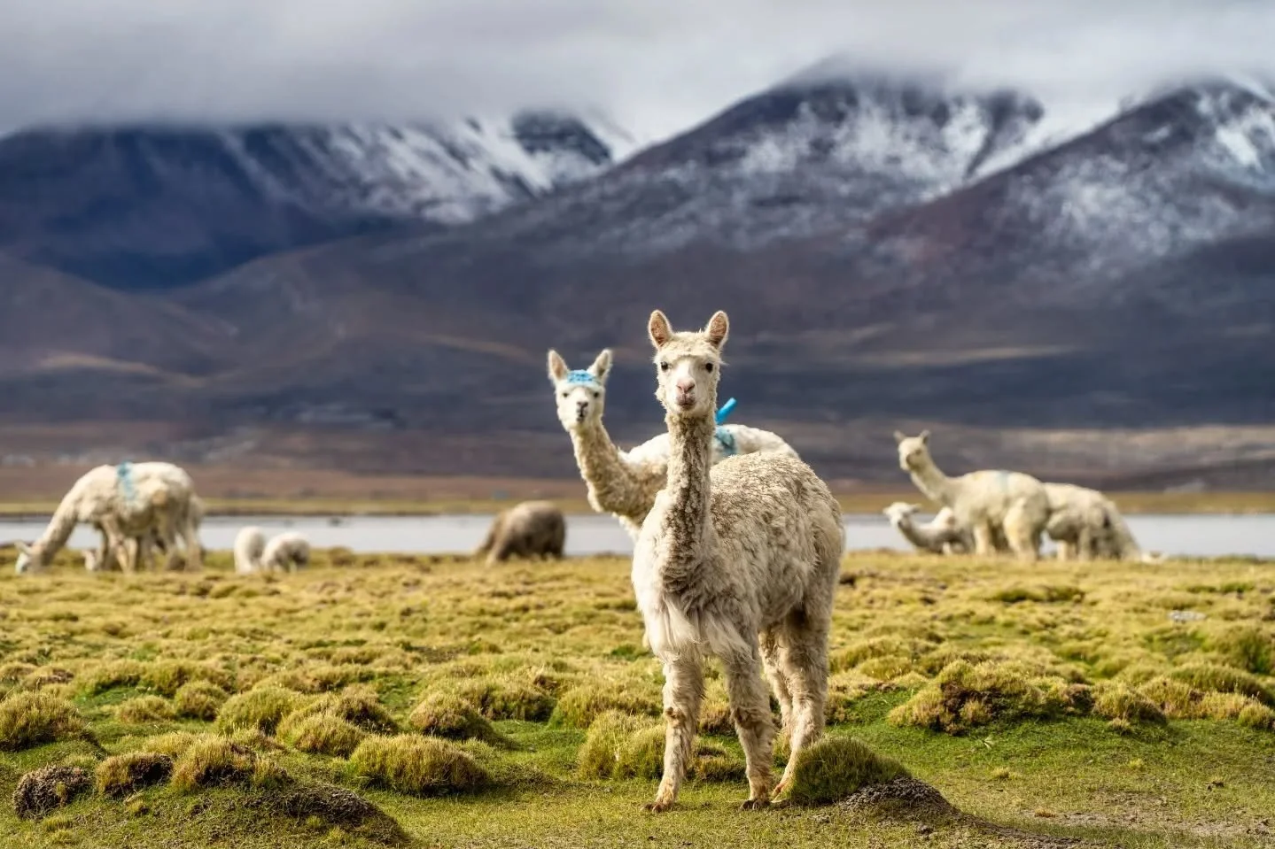 ...ukhu pacha? kay pacha! ukhu pacha! kay pacha?...
-
a #peru highlands zen moment byWasim.com 
-
if you want more neato nature stuffs, find me on Bluesky, been spending a LOT more time posting photos there. no ads no zuckfuckery and superior control